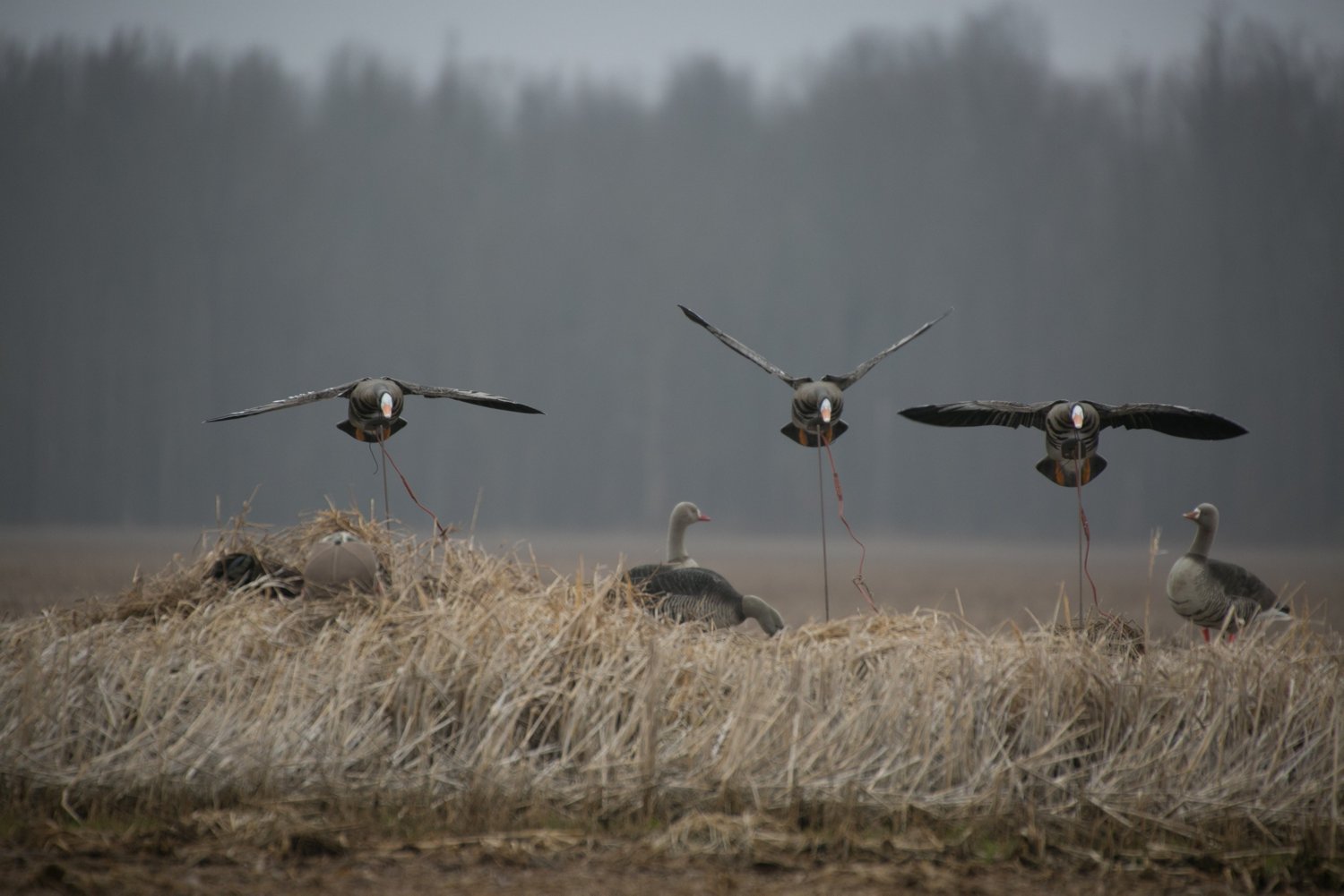 Higdon Clone Specklebelly Goose Decoy - view number 5