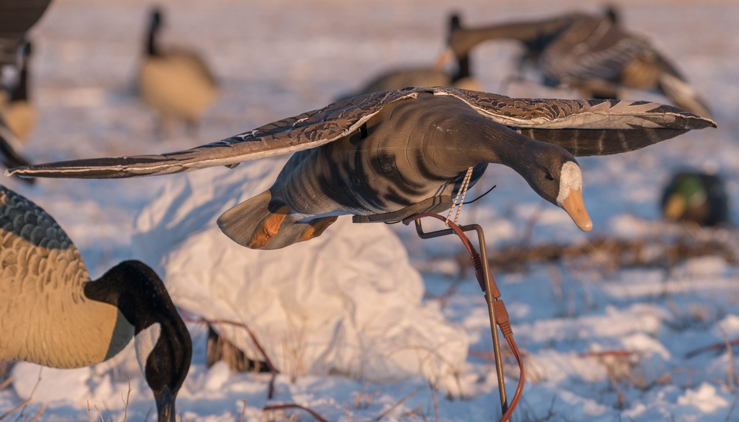 Higdon Clone Specklebelly Goose Decoy - view number 6