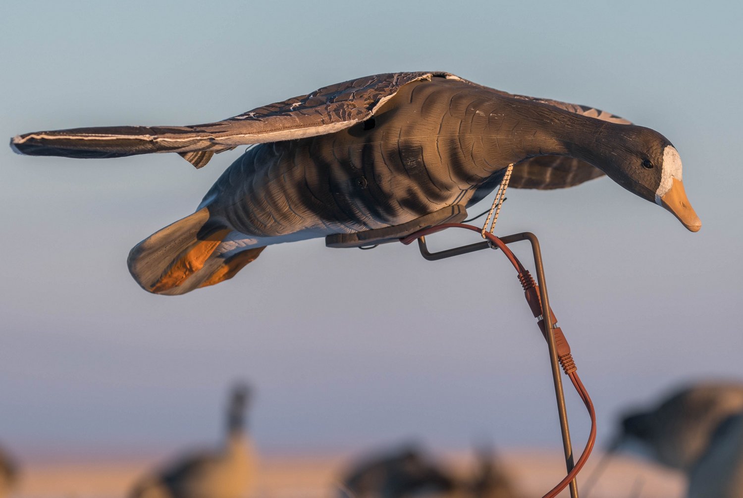 Higdon Clone Specklebelly Goose Decoy - view number 7