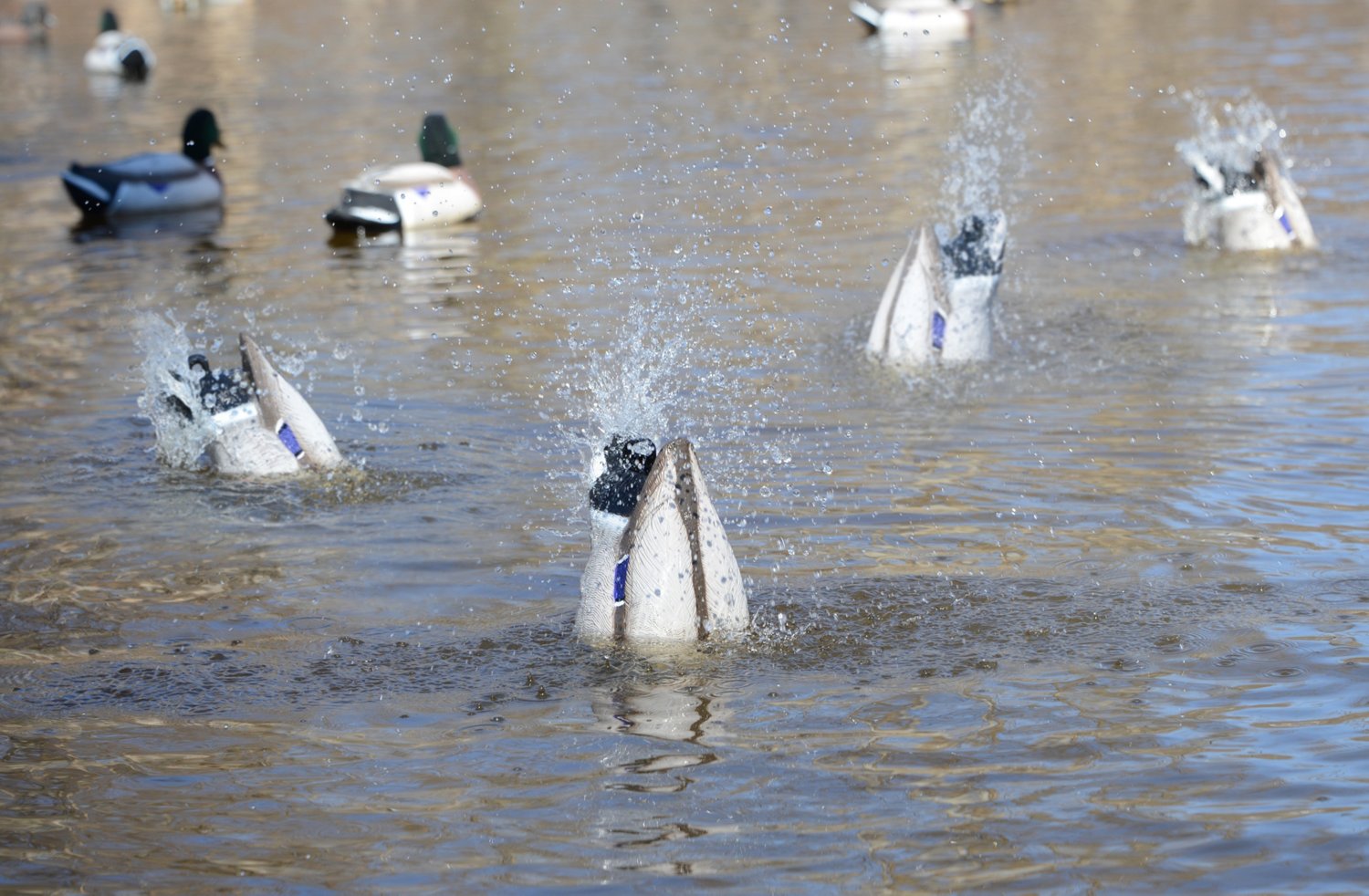 Higdon Pulsator 2 Plug n Hunt Hard Wire System                                                                                   - view number 3