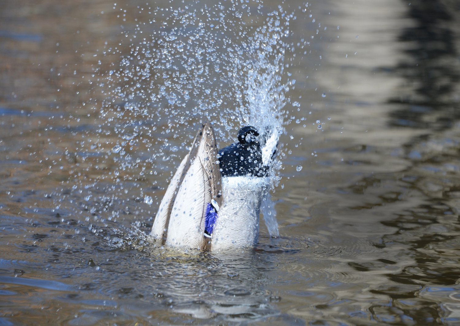 Higdon Pulsator 2 Plug n Hunt Hard Wire System                                                                                   - view number 4