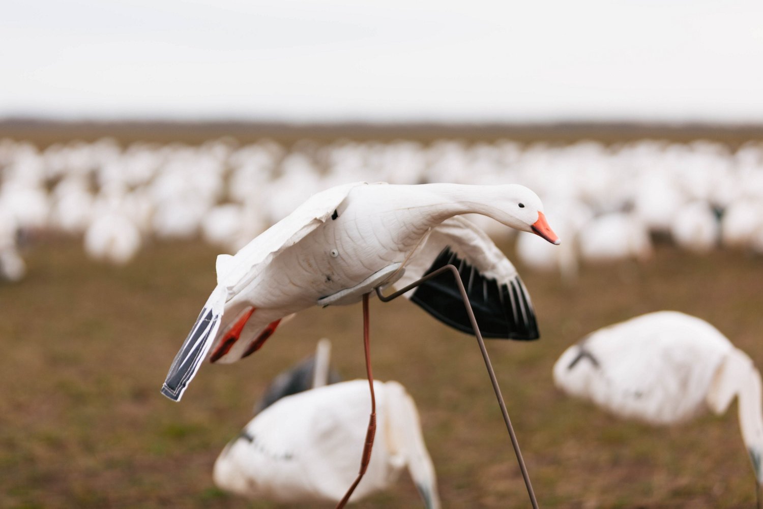 Higdon Clone Snow Goose Decoy