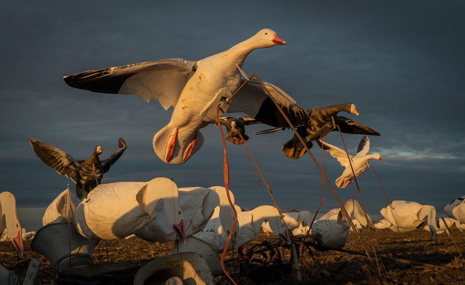 Higdon Clone Snow Goose Decoy