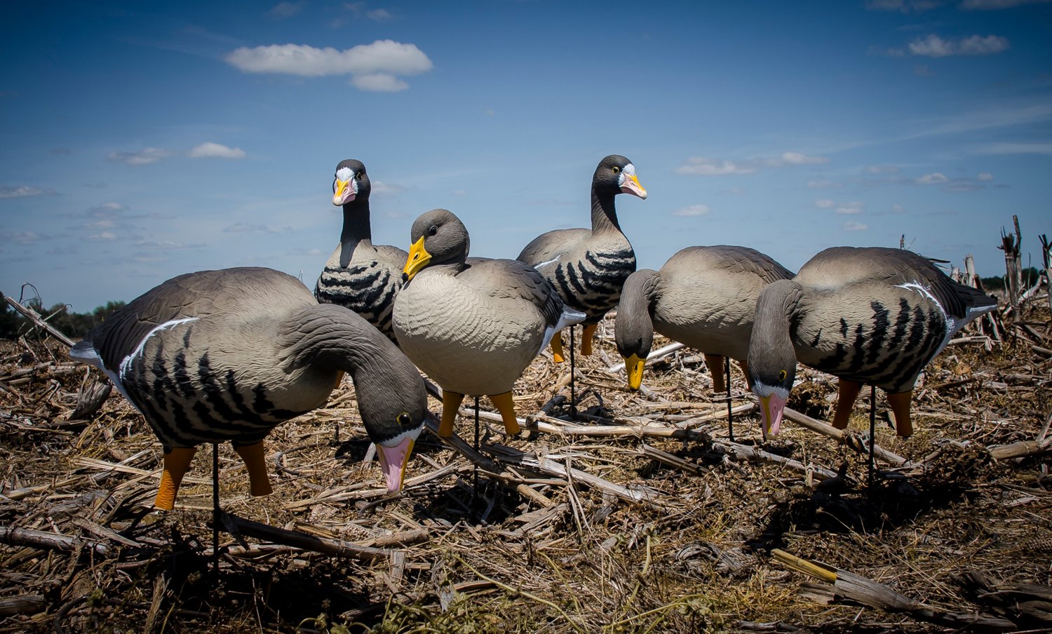 Higdon APEX Full Size Full Body Variety Pack, Specklebelly 6-Pack - view number 8