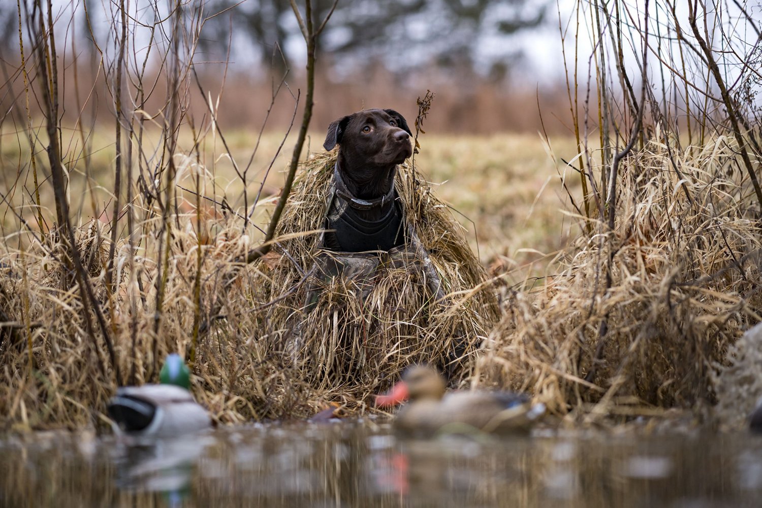 ALPS Outdoorz Alpha Dog Blind