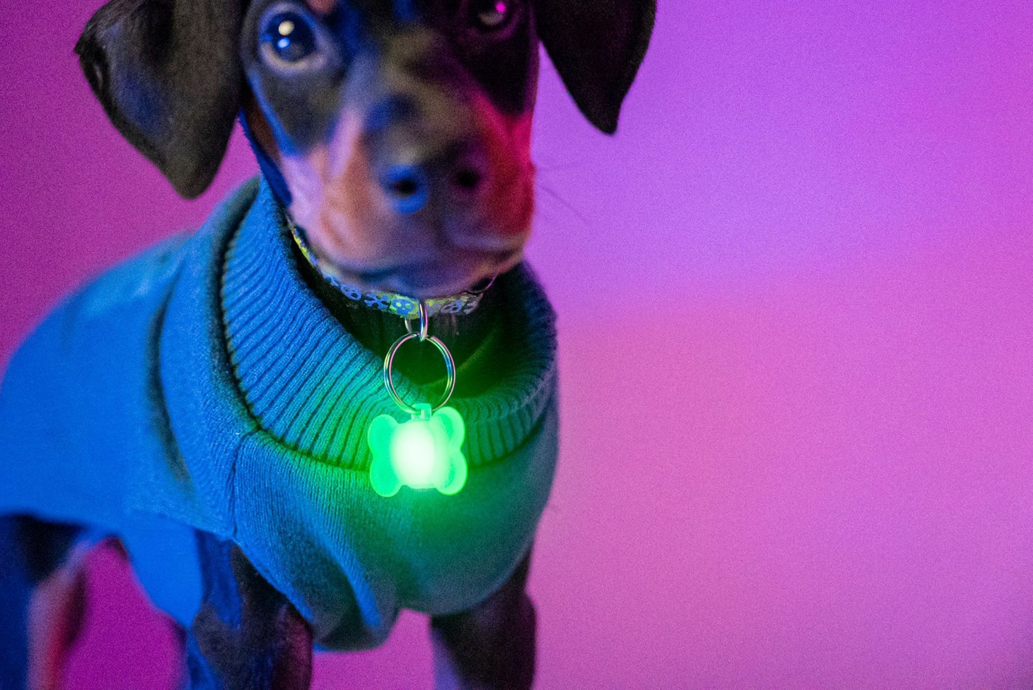 Brightz Pup LED Color Morphing Pet Collar Charms 2-Pack                                                                          - view number 4