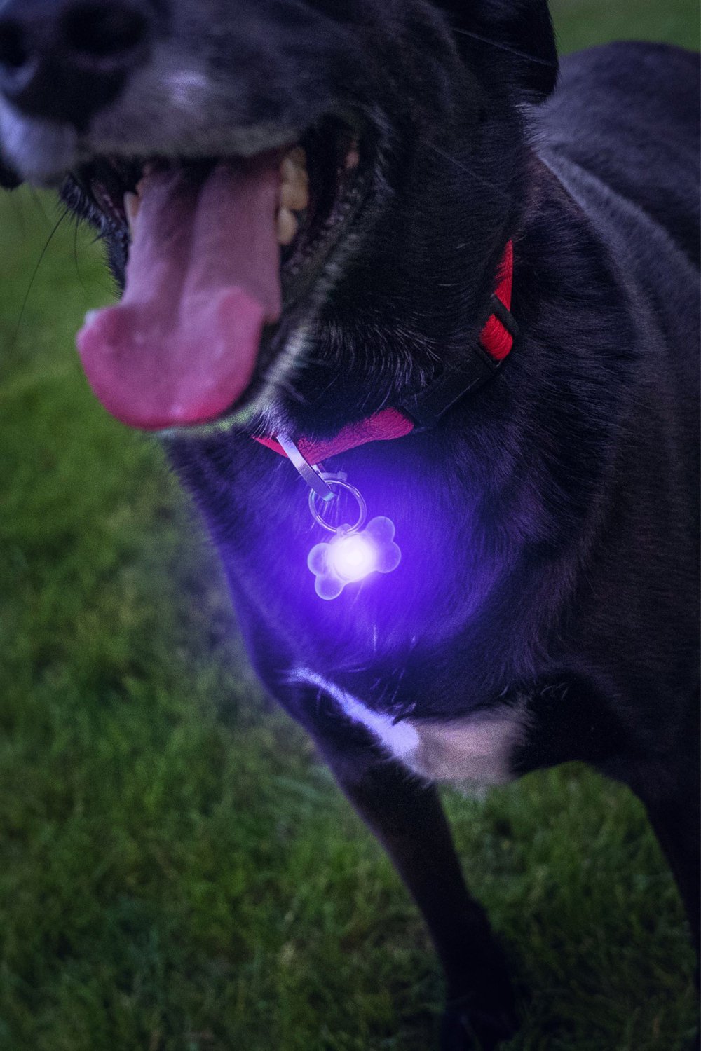 Brightz Pup LED Color Morphing Pet Collar Charms 2-Pack                                                                          - view number 5
