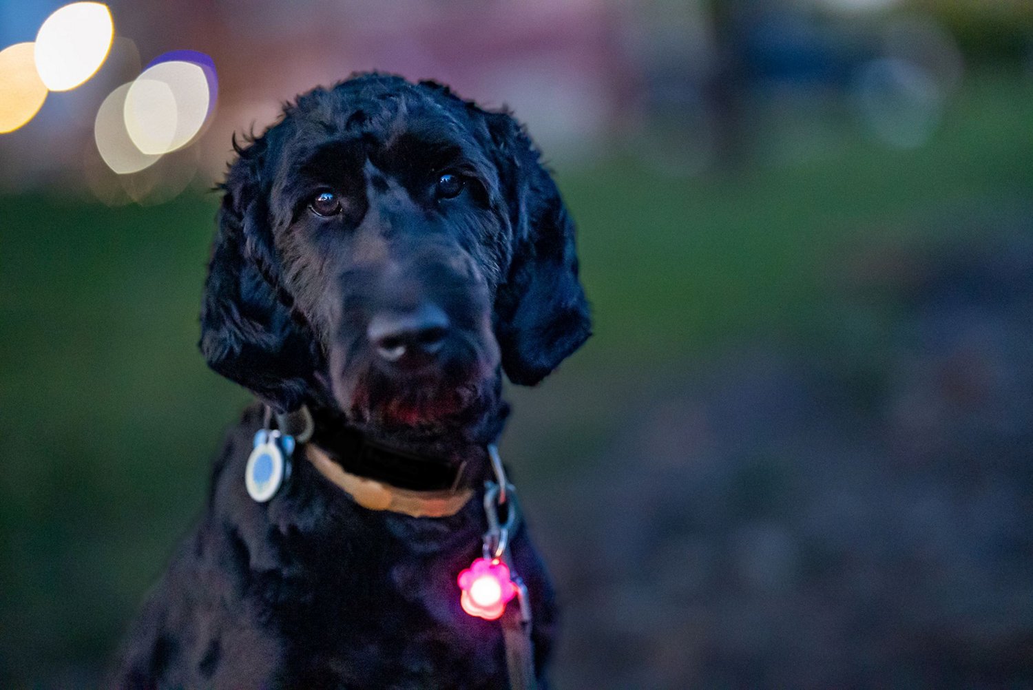 Brightz Pup LED Color Morphing Pet Collar Charms 2-Pack                                                                          - view number 6