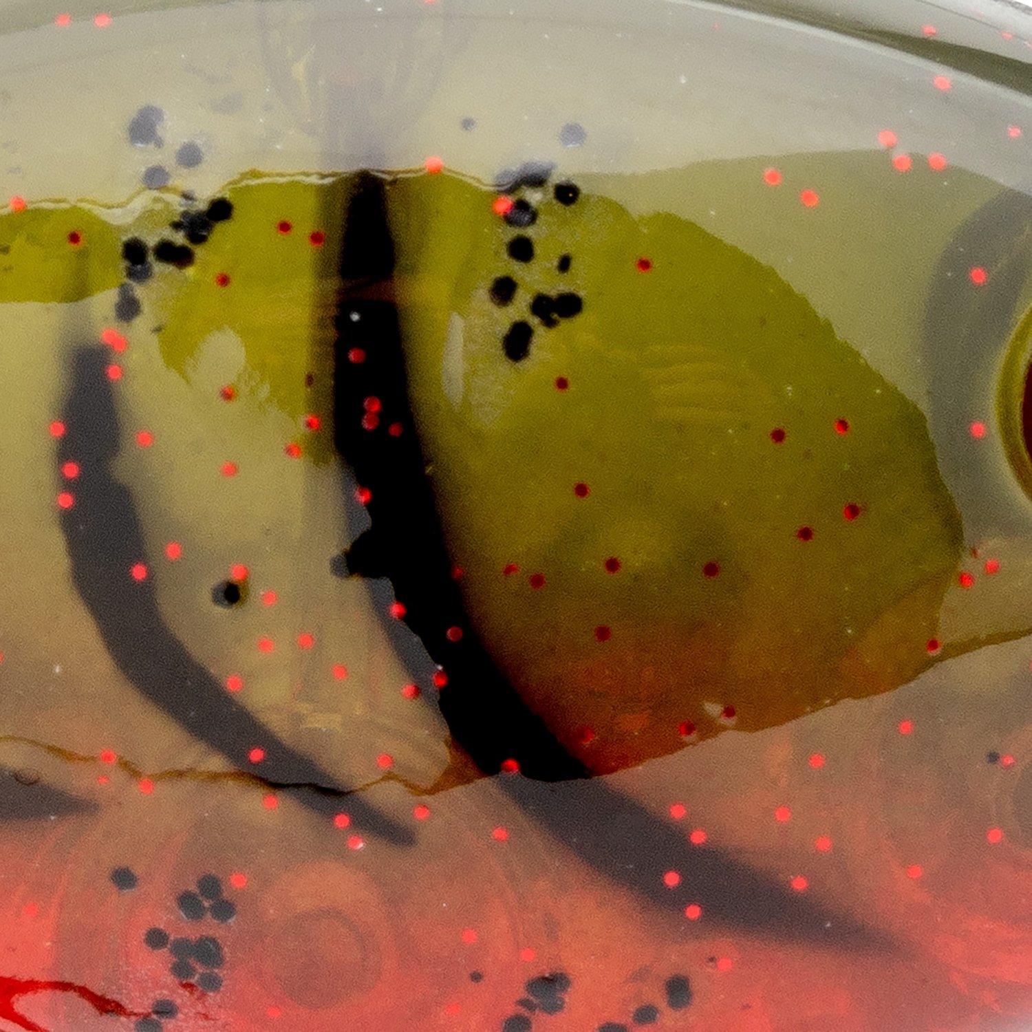 Strike King Gravel Dawg 8 1/2 oz Brown Gourd Crankbait - view number 2