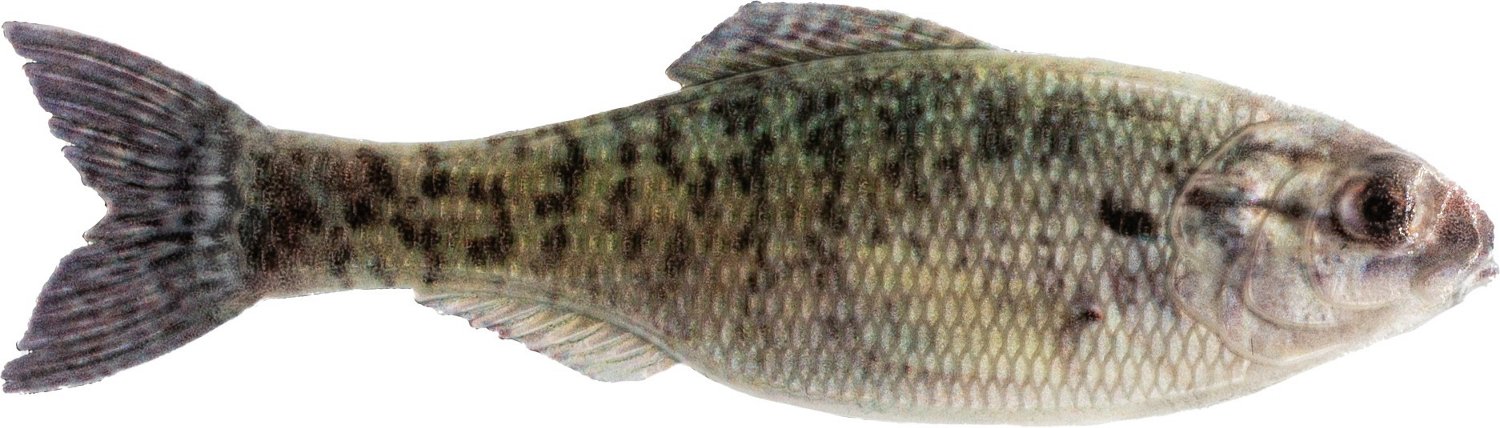 6th Sense Panorama 2 in Soft Baits 8-Pack - view number 1