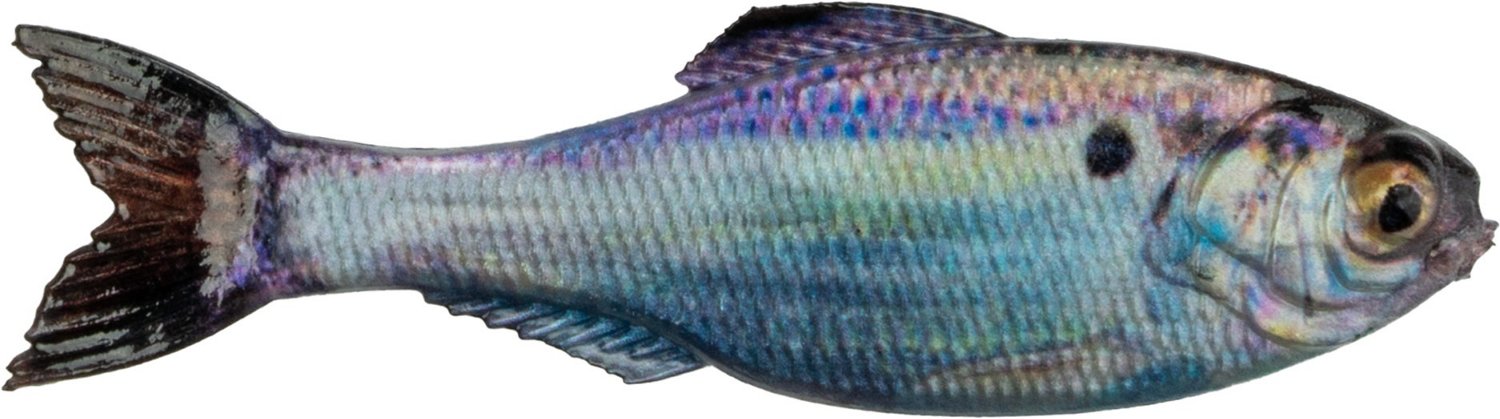 6th Sense Panorama 6.5 in Soft Baits 2-Pack