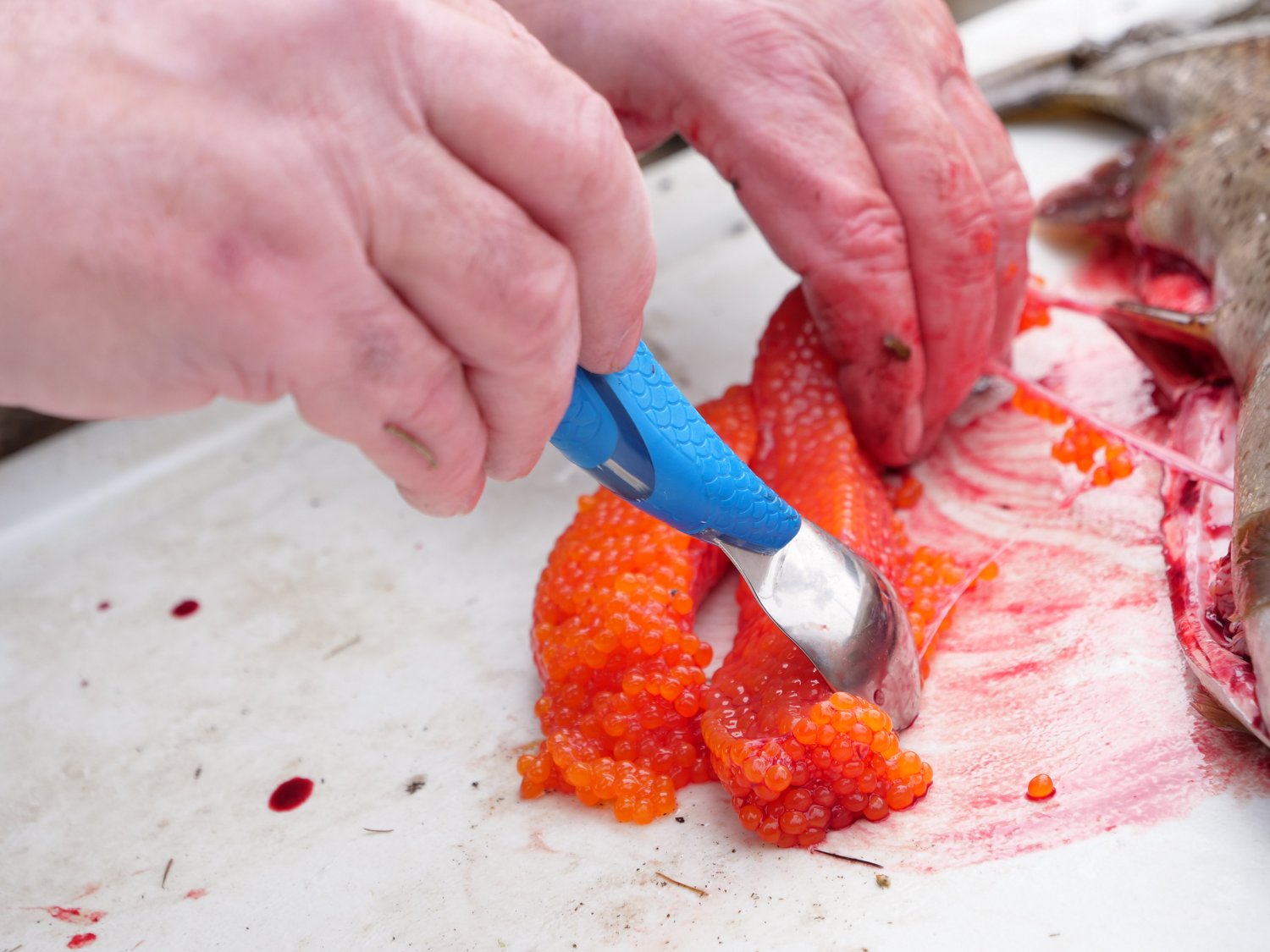 Cuda 5 in TI-Bonded Fillet Knife with Roe Spoon