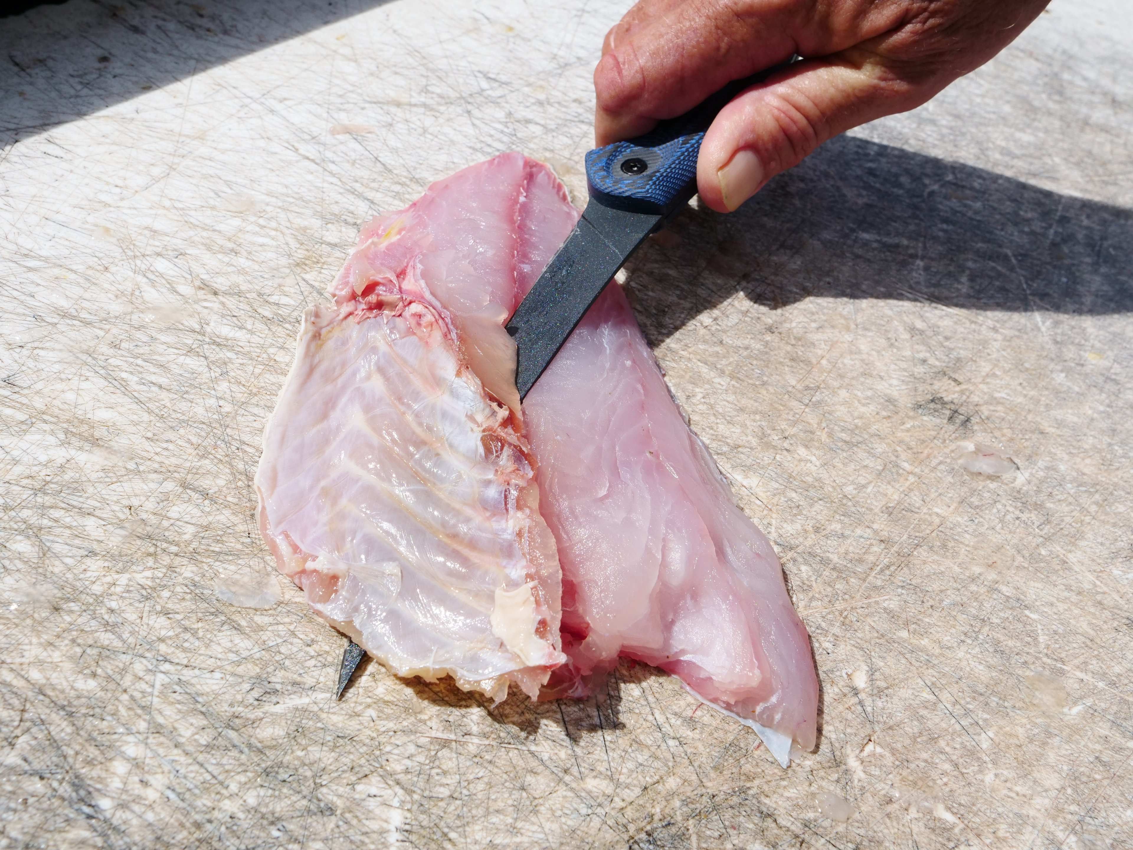 Cuda 6 in Professional Curved Boning Knife with Micarta Handle