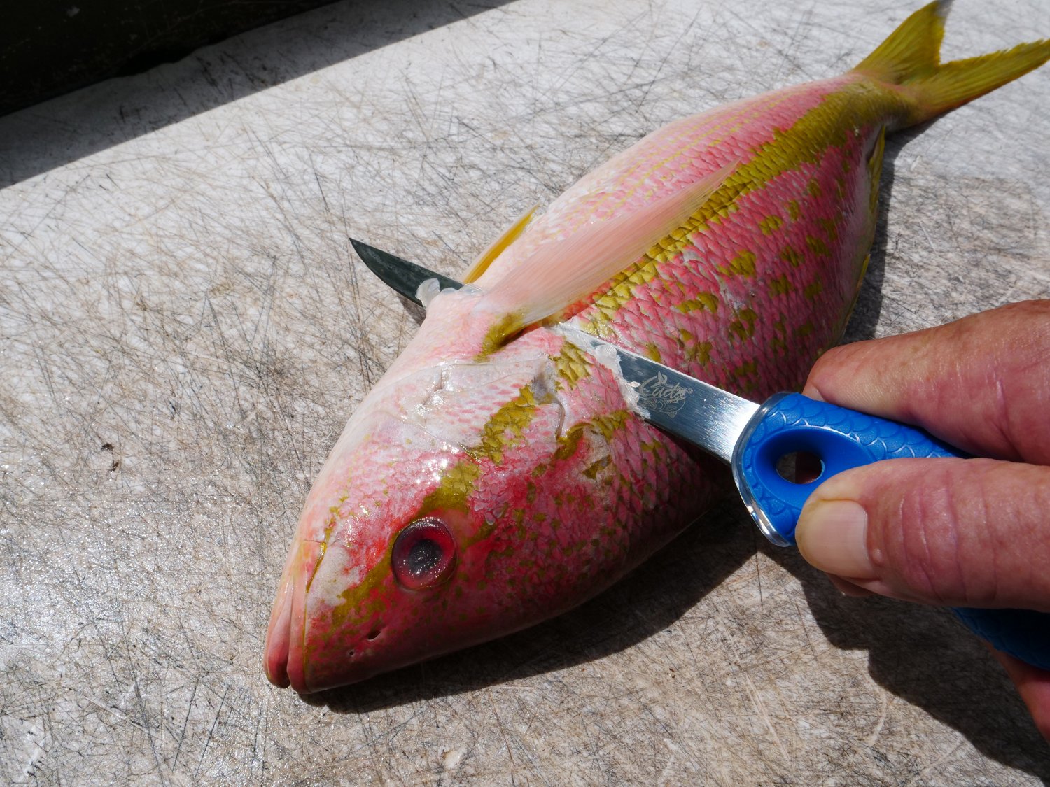 Cuda 6 in TI-Bonded Fillet Knife with Sheath - view number 5