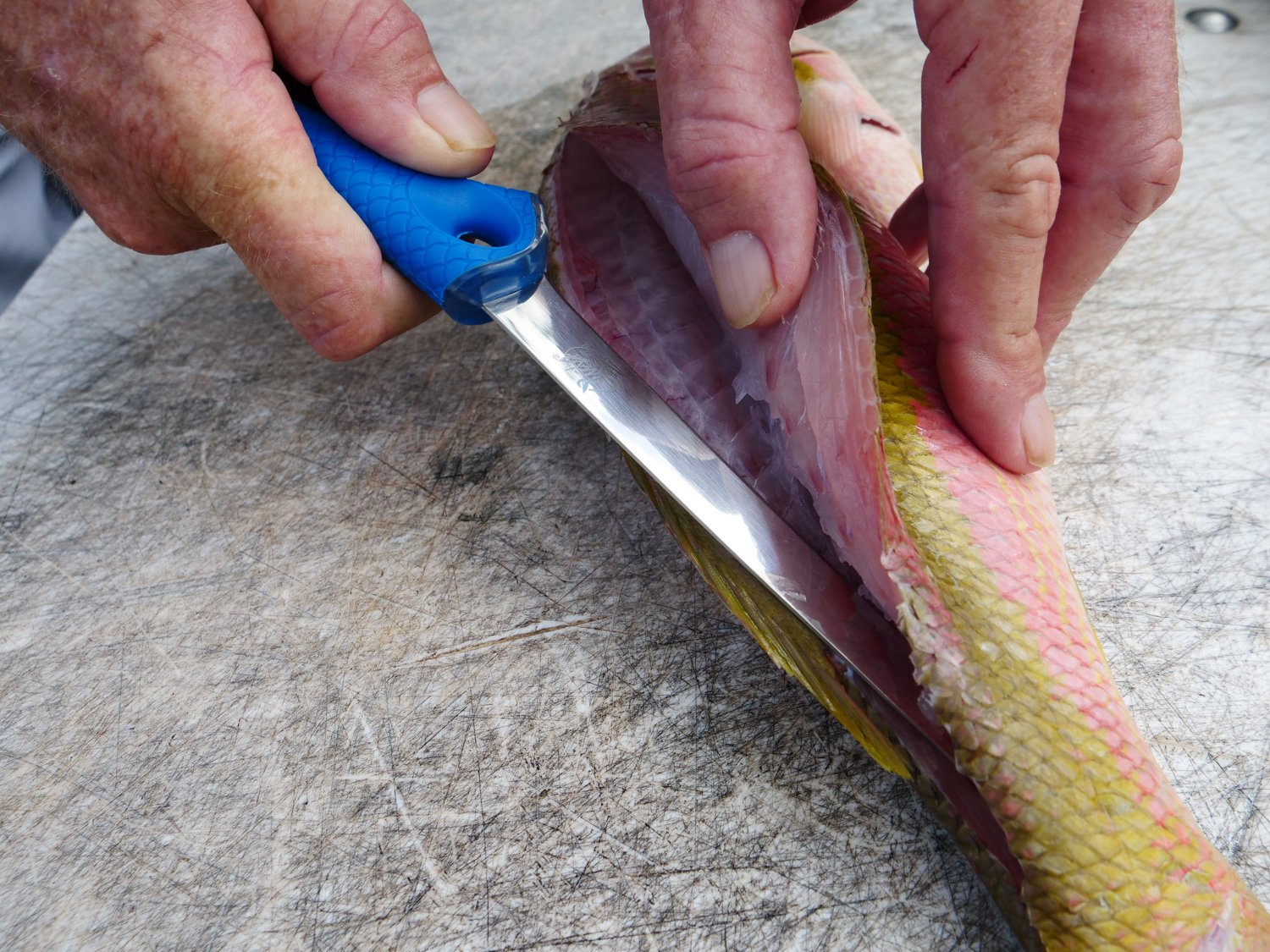 Cuda 6 in TI-Bonded Fillet Knife with Sheath