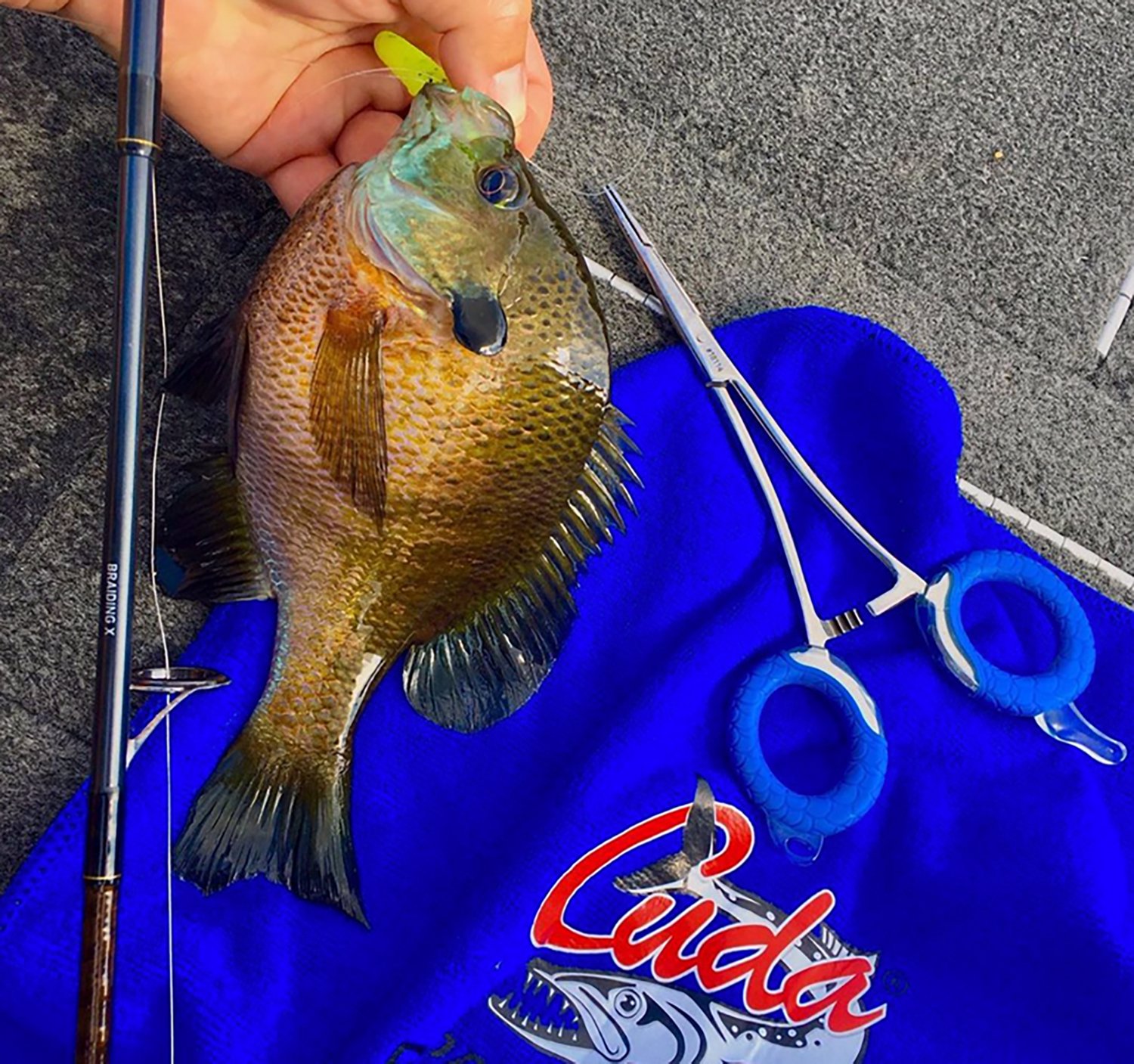 Cuda 7.5 in Freshwater SS Fishing Forceps - view number 6