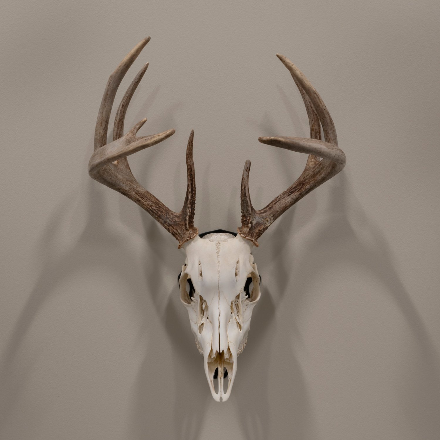 Allen Company EZ Mount Silhouette Skull Peg                                                                                      - view number 4