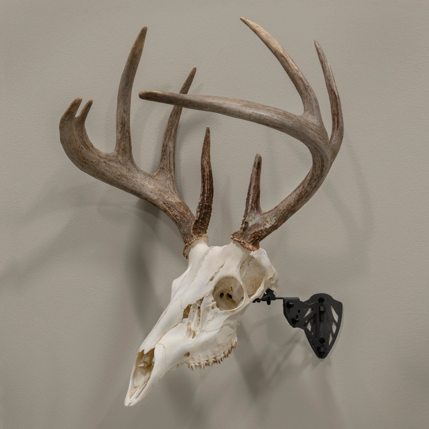 Allen Company EZ Mount Trophy Skull Hanger - view number 4