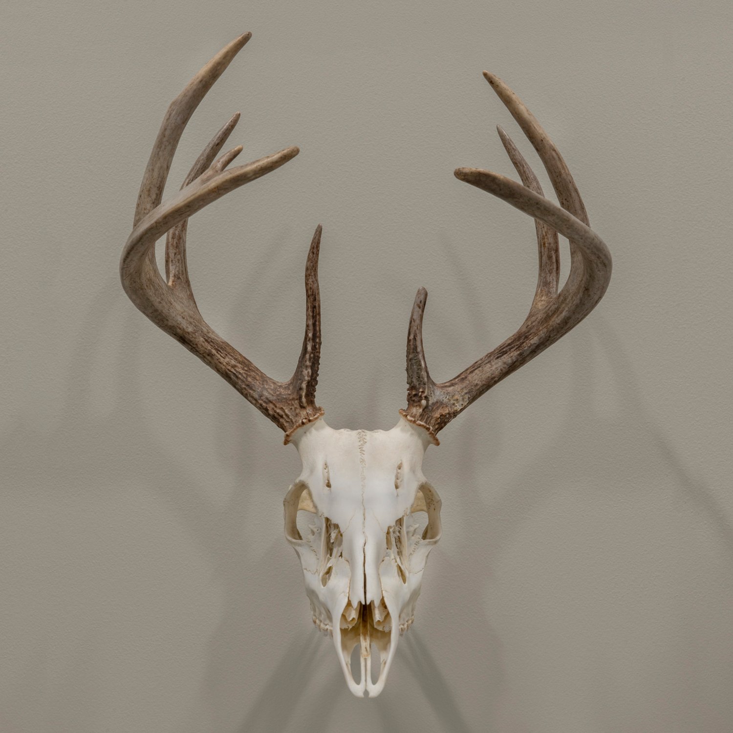 Allen Company EZ Mount Trophy Skull Hanger - view number 5