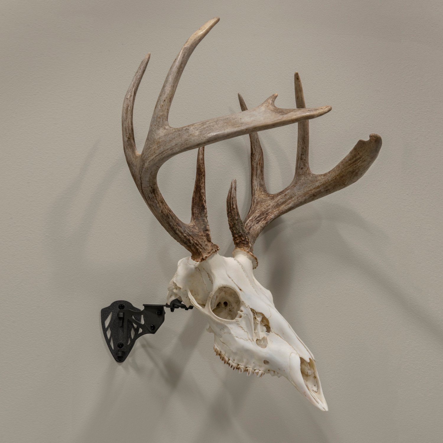 Allen Company EZ Mount Trophy Skull Hanger - view number 6