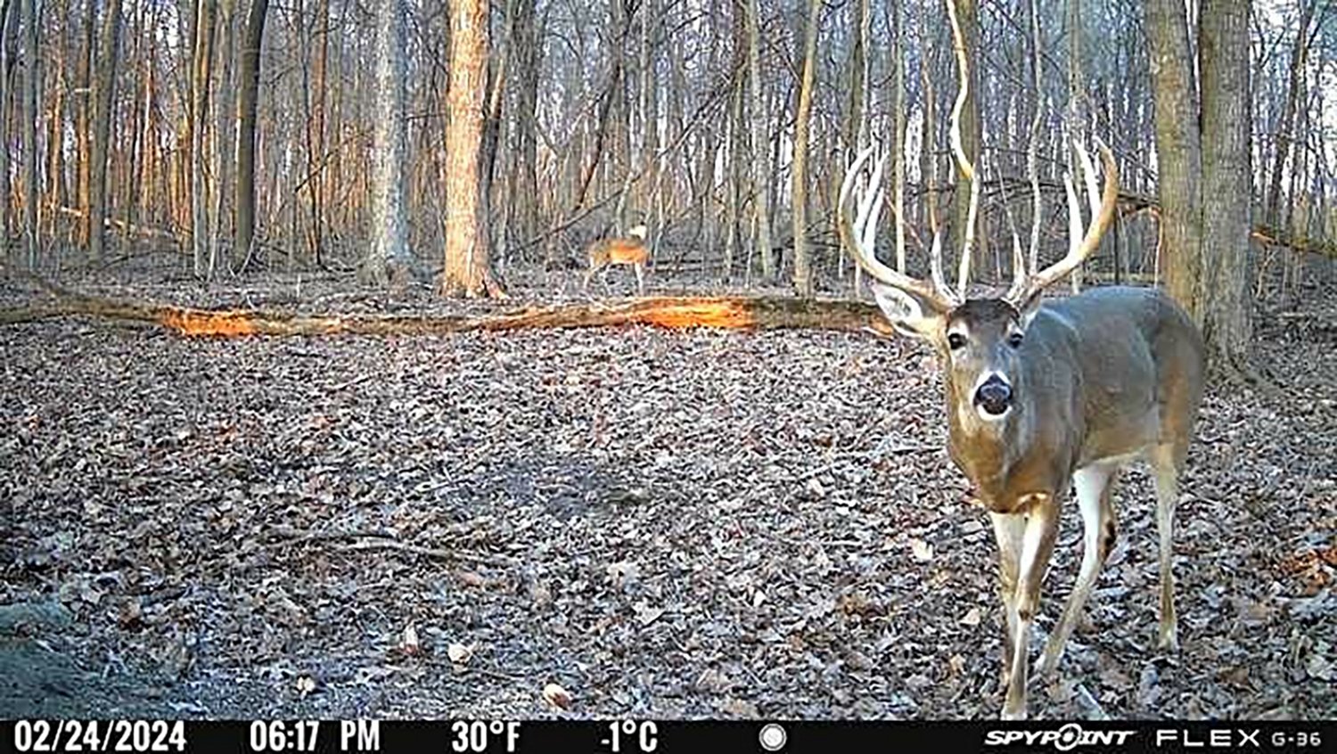 SpyPoint Flex G36 36.0 MP Cellular Game Cameras 2-Pack                                                                           - view number 6