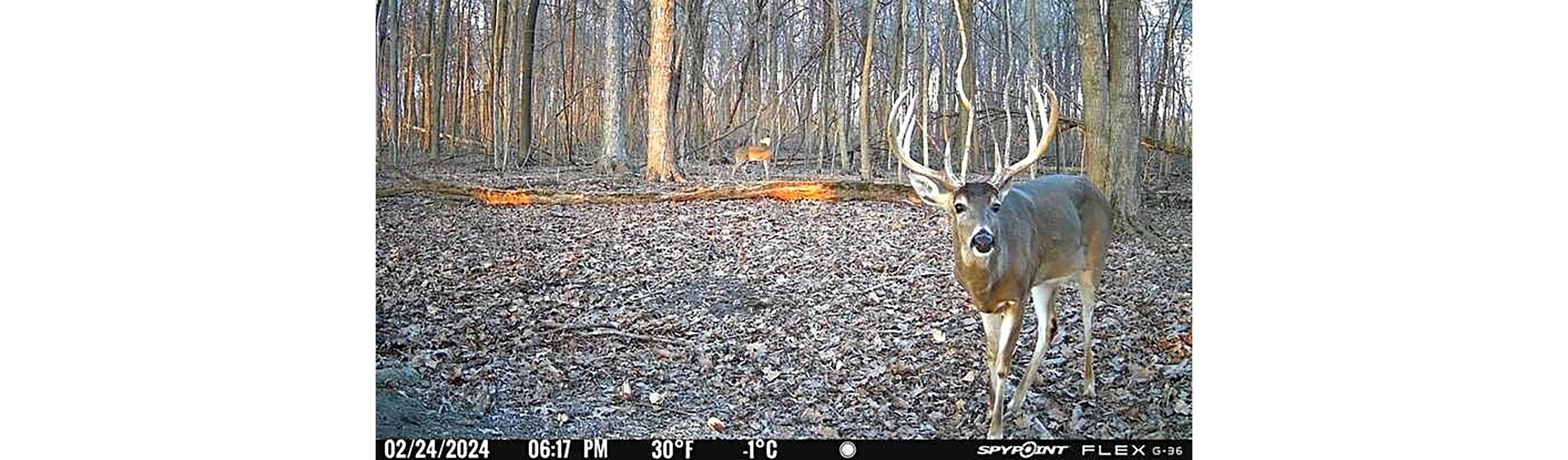 SpyPoint Flex G36 36.0 MP Cellular Game Cameras 2-Pack