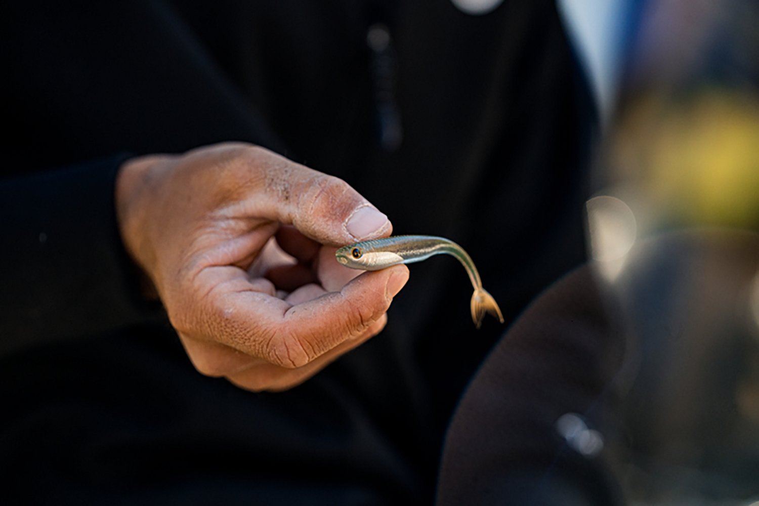 6th Sense Strobe Minnow Unrigged Plastic Swim Bait 5-Pack - view number 3