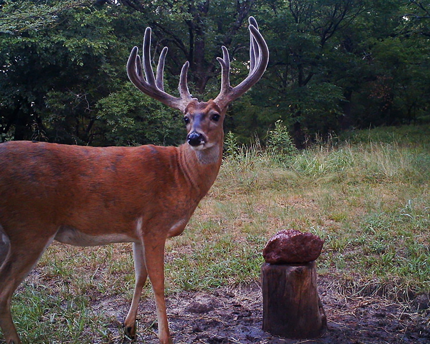 Trophy Rock 12 lb Rock Supplement                                                                                                - view number 3