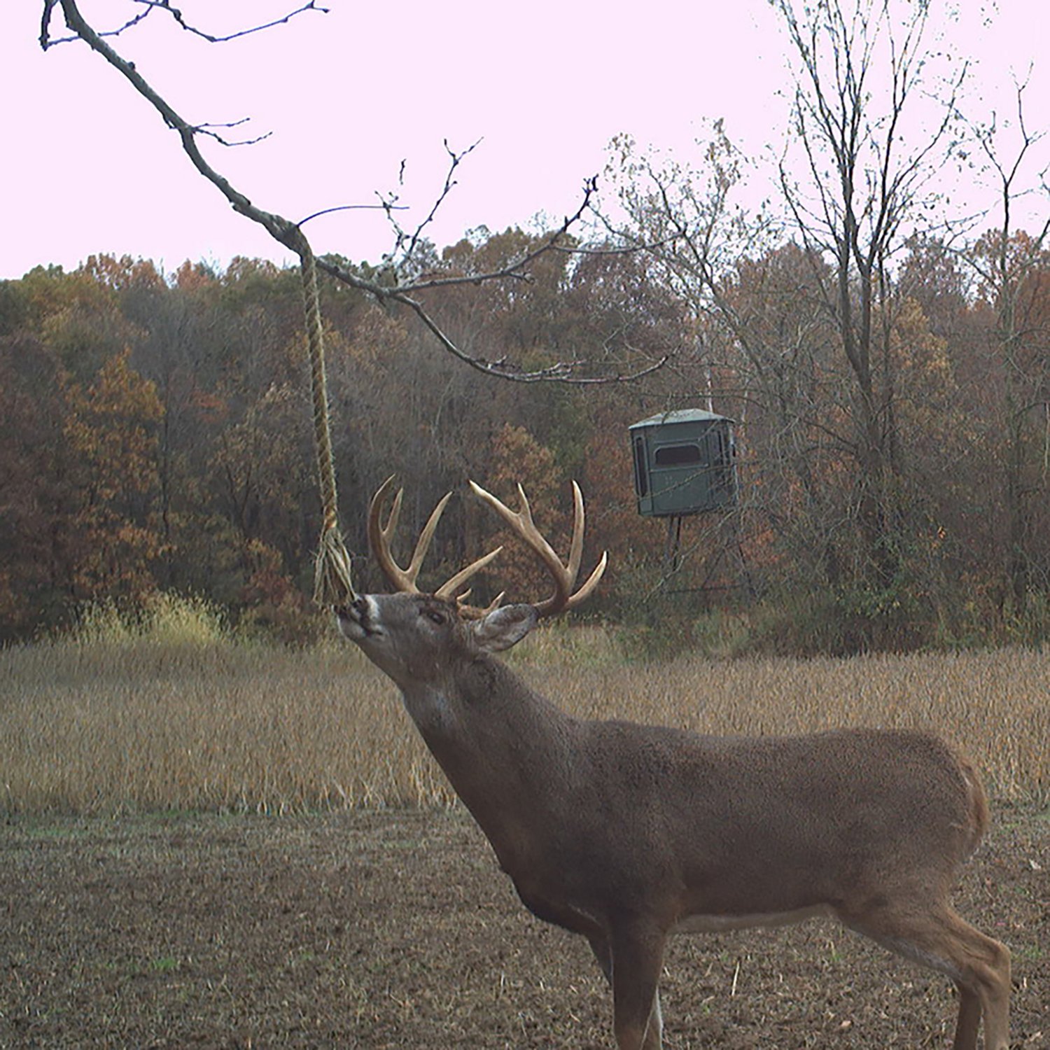 Wildlife Research Center Golden Rope™ Scent Kit 3-pack - view number 4