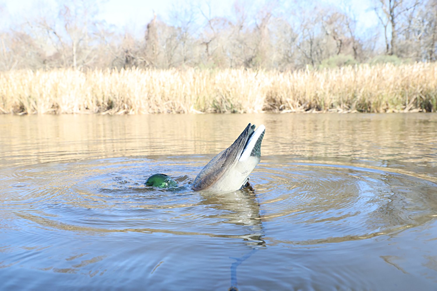 MOJO Outdoors Dabbler Duck Decoy - view number 3