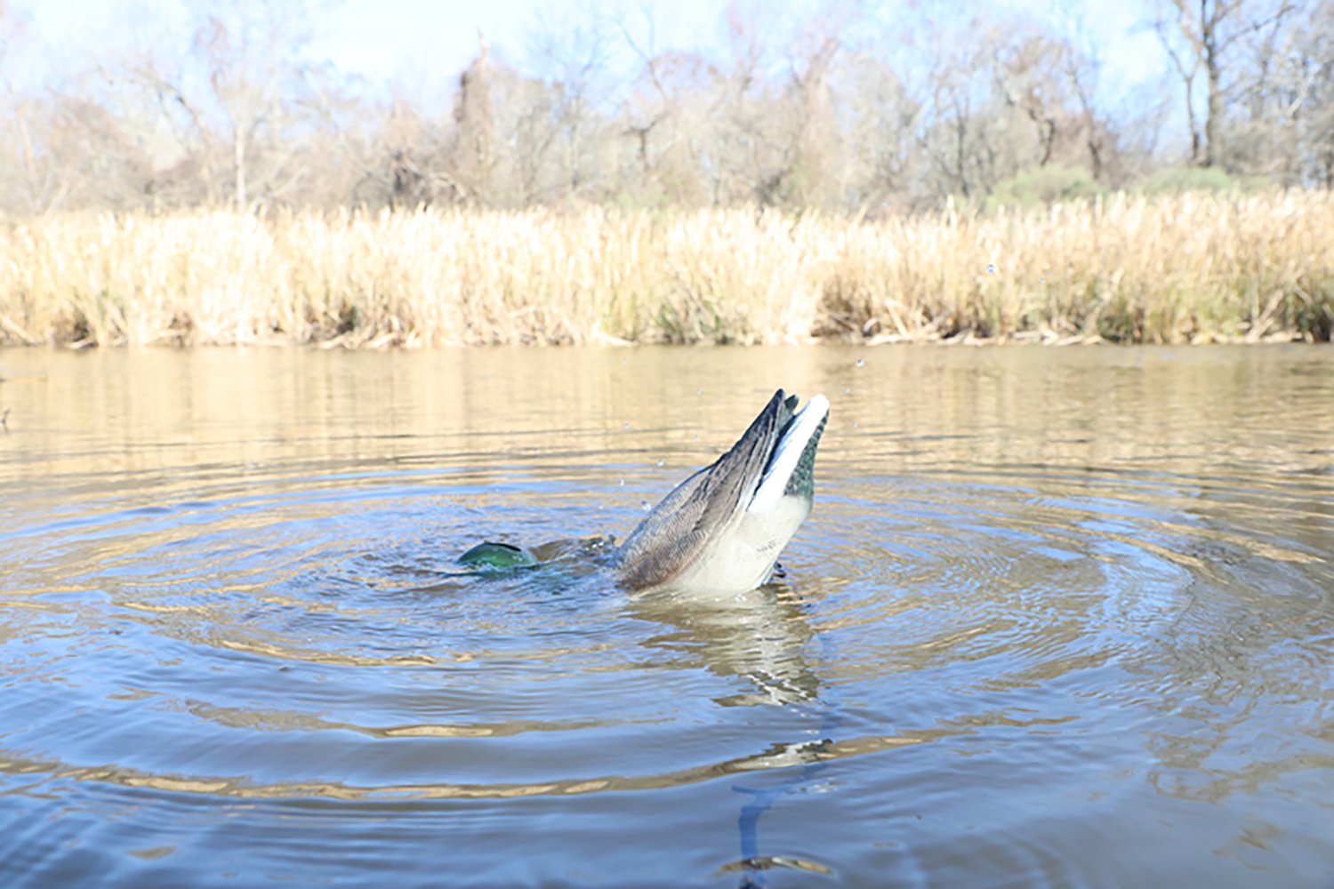MOJO Outdoors Dabbler Duck Decoy - view number 4
