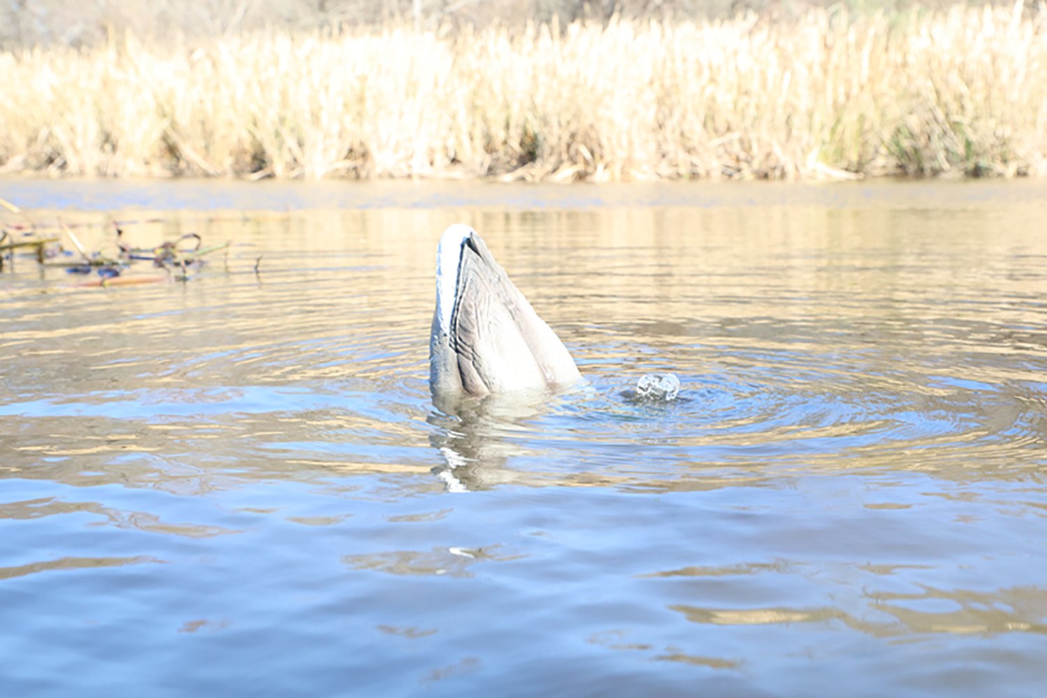 MOJO Outdoors Dabbler Duck Decoy - view number 6