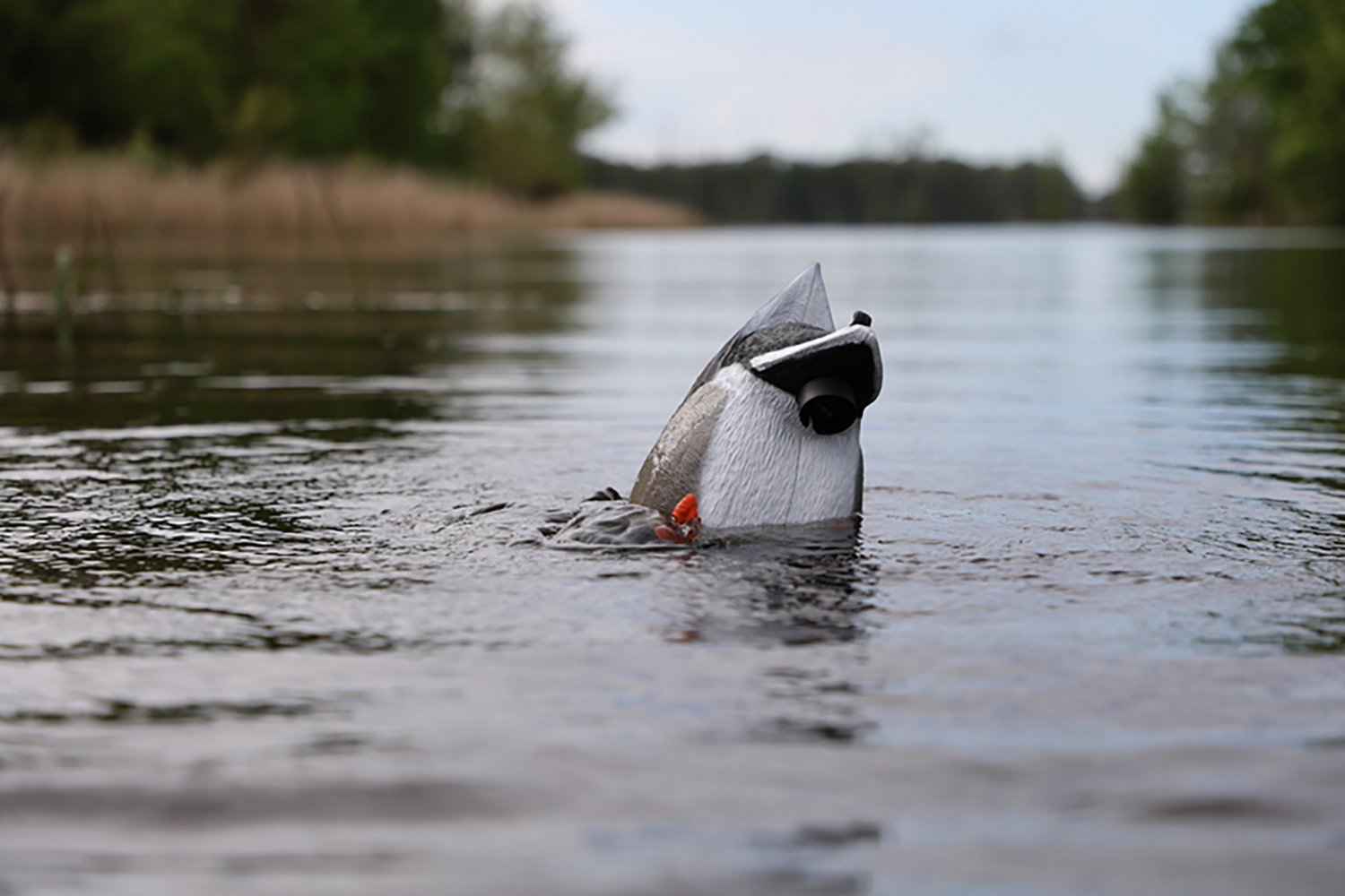 MOJO Outdoors Mallard Machine Decoy - view number 4