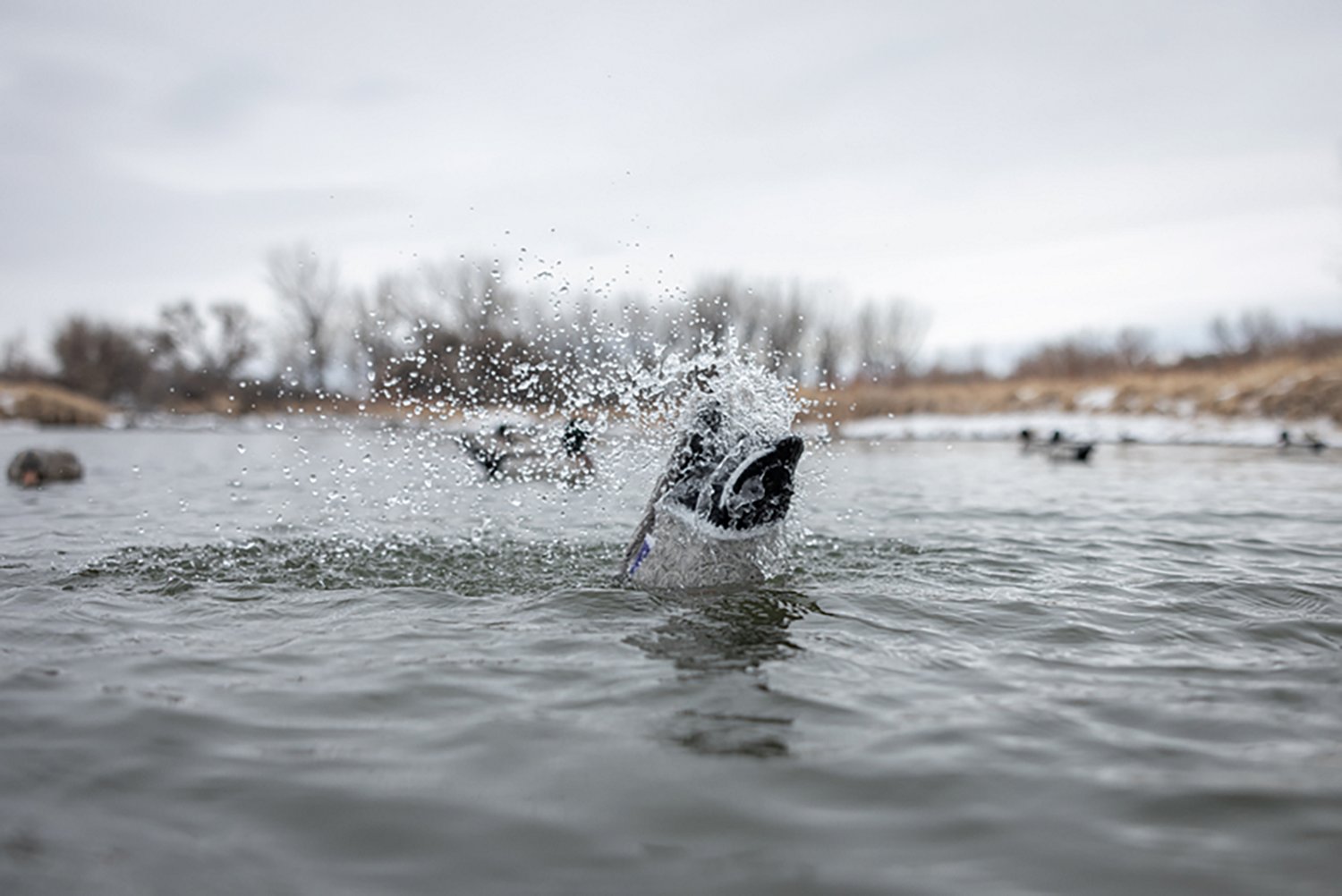 Higdon Pulsator Pro Mallard 3-D Duck Decoy - view number 3