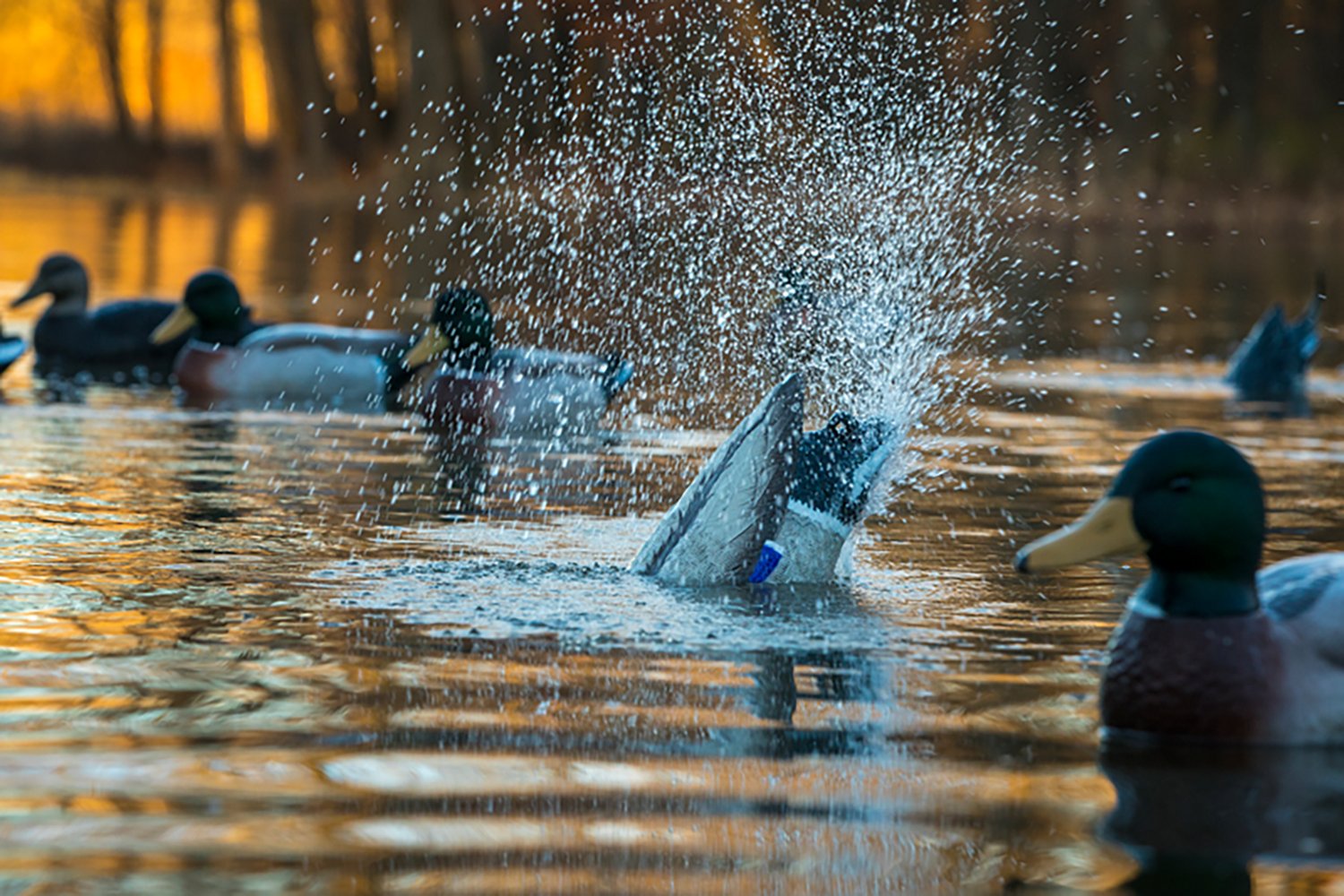 Higdon Pulsator Pro Mallard 3-D Duck Decoy - view number 5