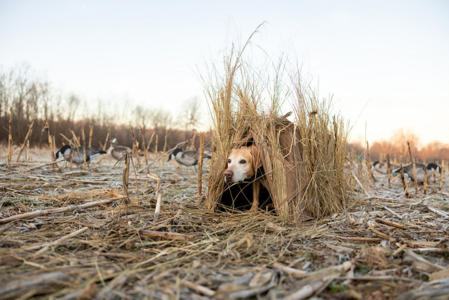 Higdon Quick Draw Dog Blind - view number 6
