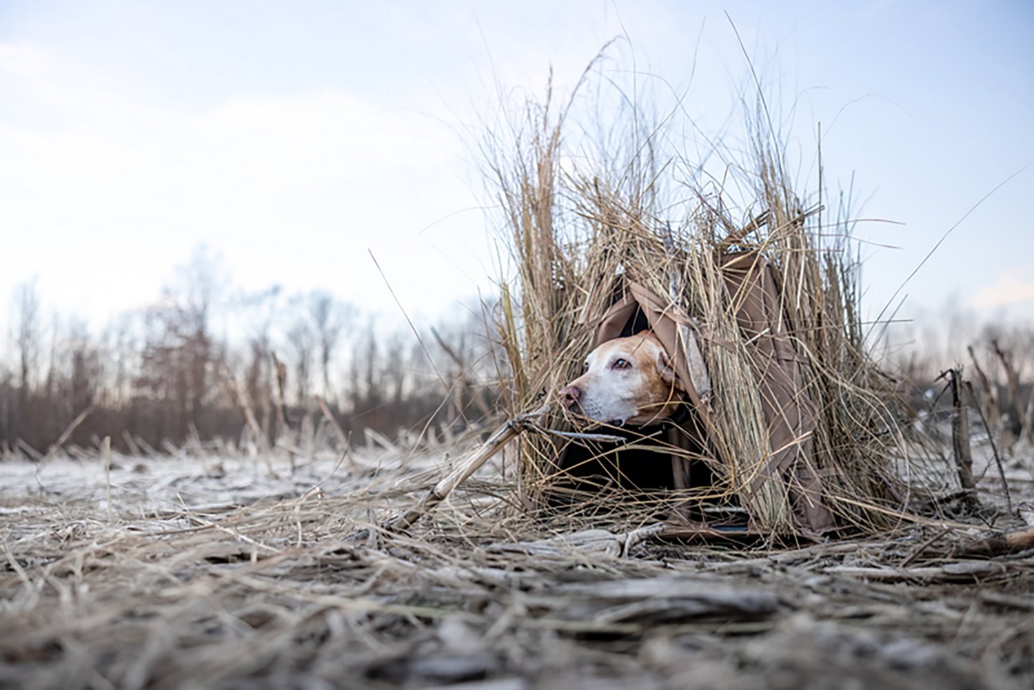 Higdon Quick Draw Dog Blind - view number 7