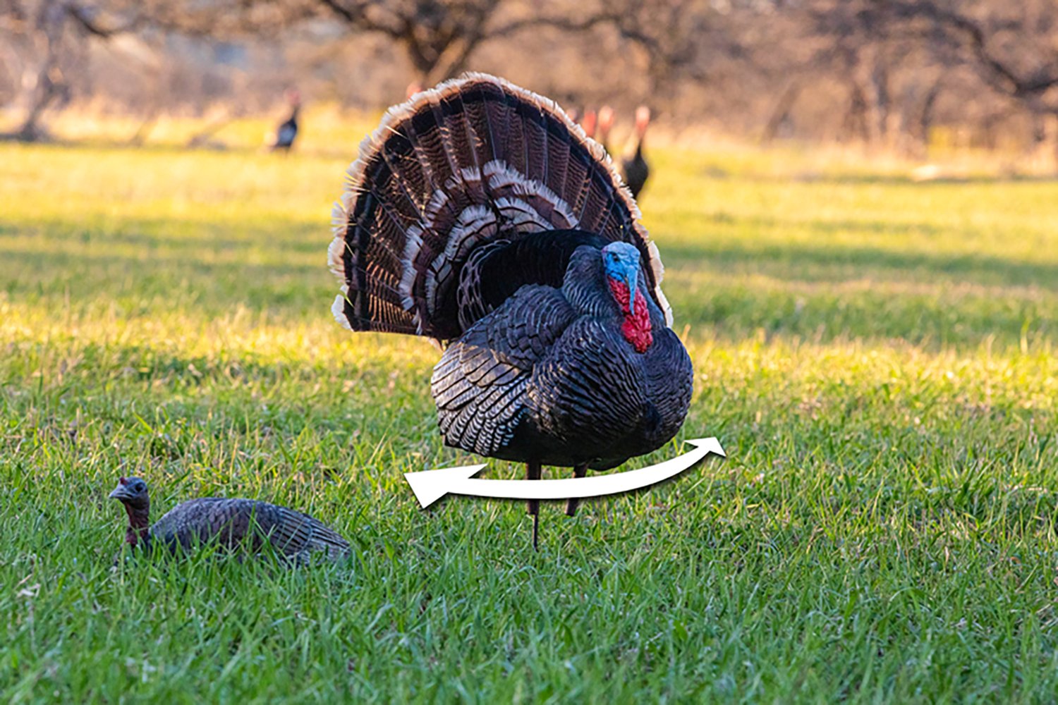 Higdon XS TruStrutter Motion Turkey Tom