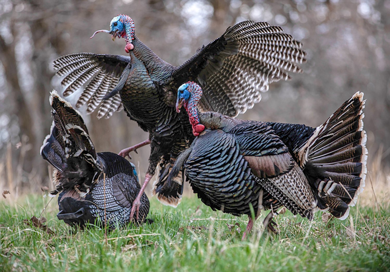 Higdon XS TruStrutter Motion Turkey Tom