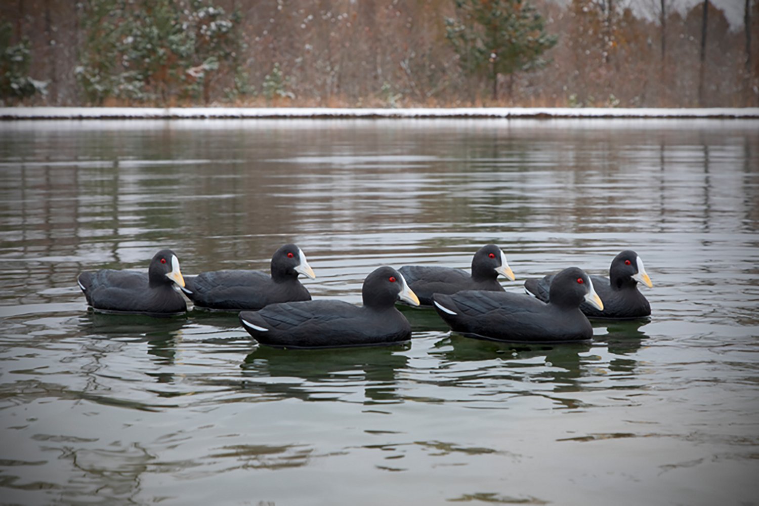 Higdon Standard Coot Decoy 6-Pack