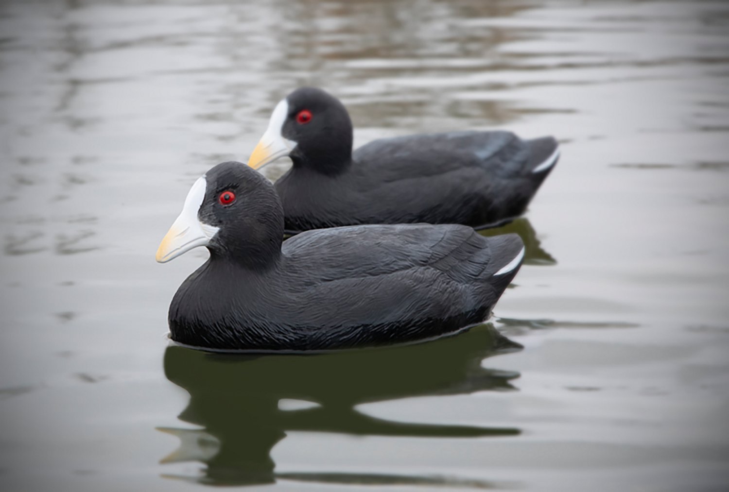 Higdon Standard Coot Decoy 6-Pack
