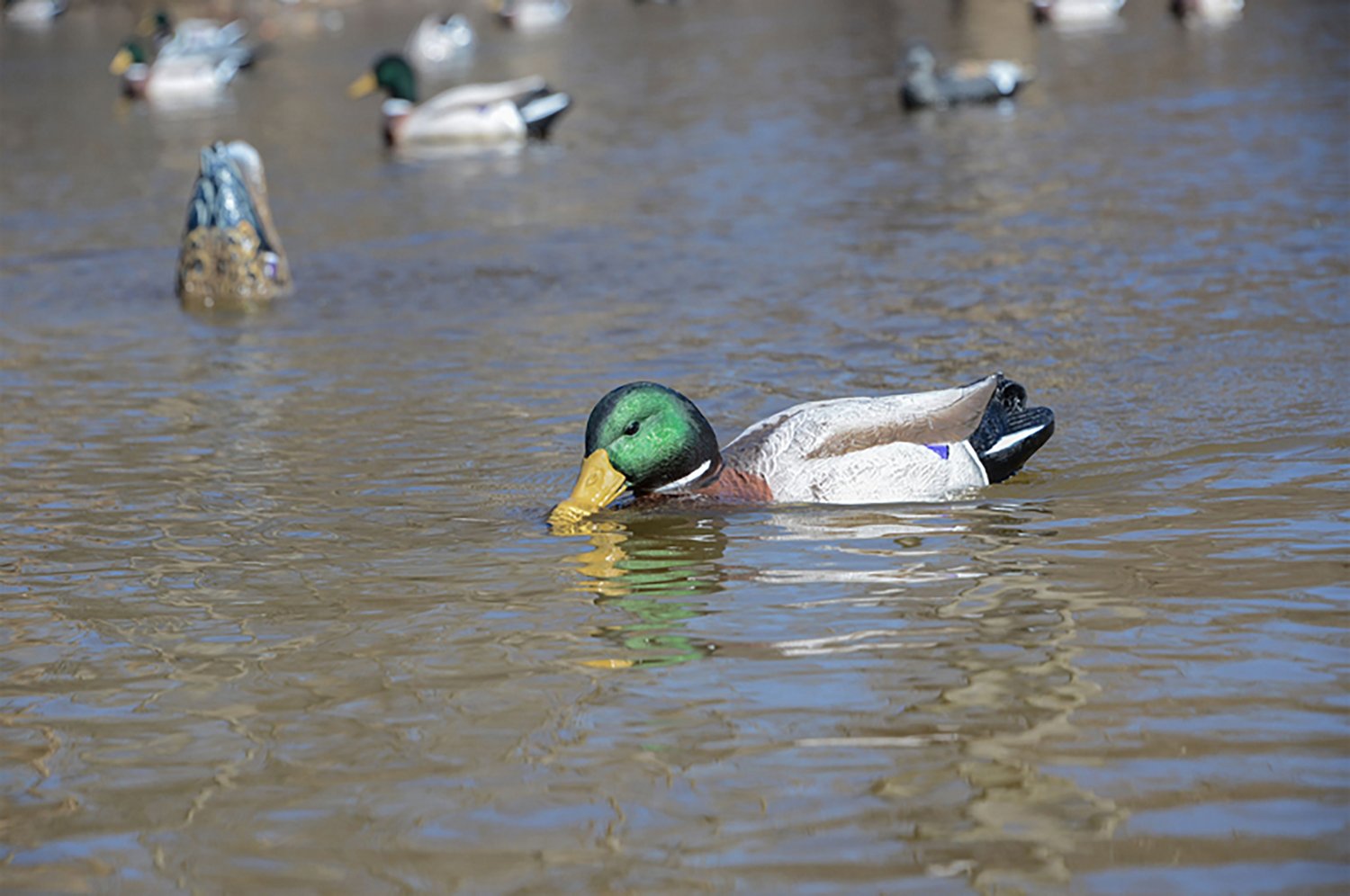 Higdon Battleship Swimmer PRO Mallard Drake Decoy - view number 5