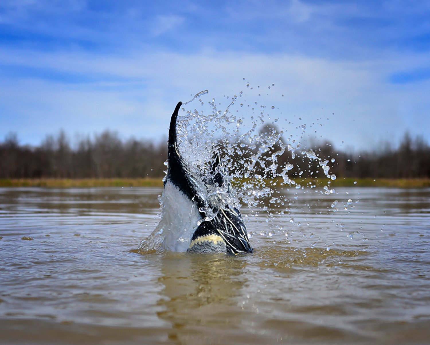 Higdon Pulsator PRO Pintail Water Motion Decoy - view number 3