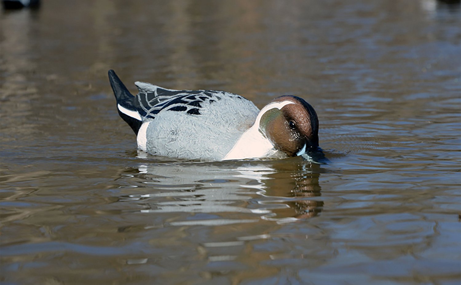 Higdon Battleship Swimmer PRO Pintail Water Motion Decoy - view number 4