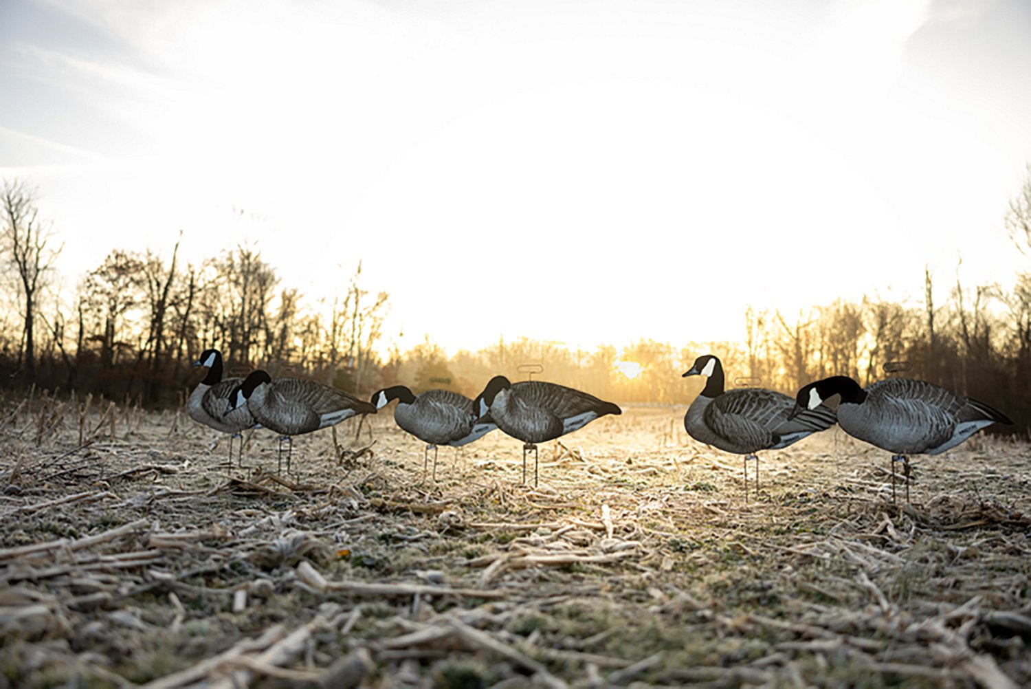 Higdon FLATS Canada Goose Motion Silhouette 12-Pack - view number 5