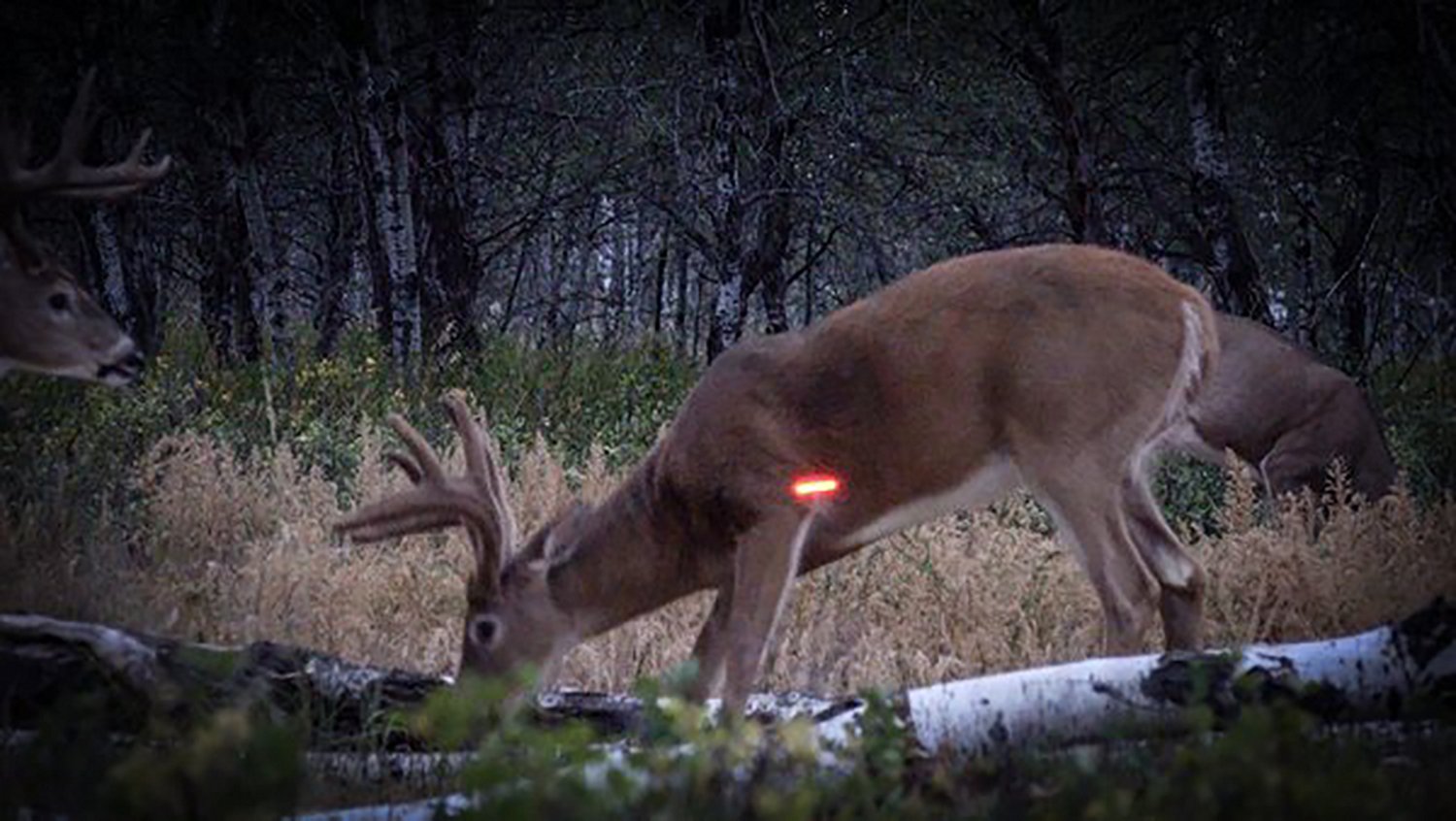 Nockturnal Fit Illuminating Strobe Arrow Nock 3 Pack - view number 3