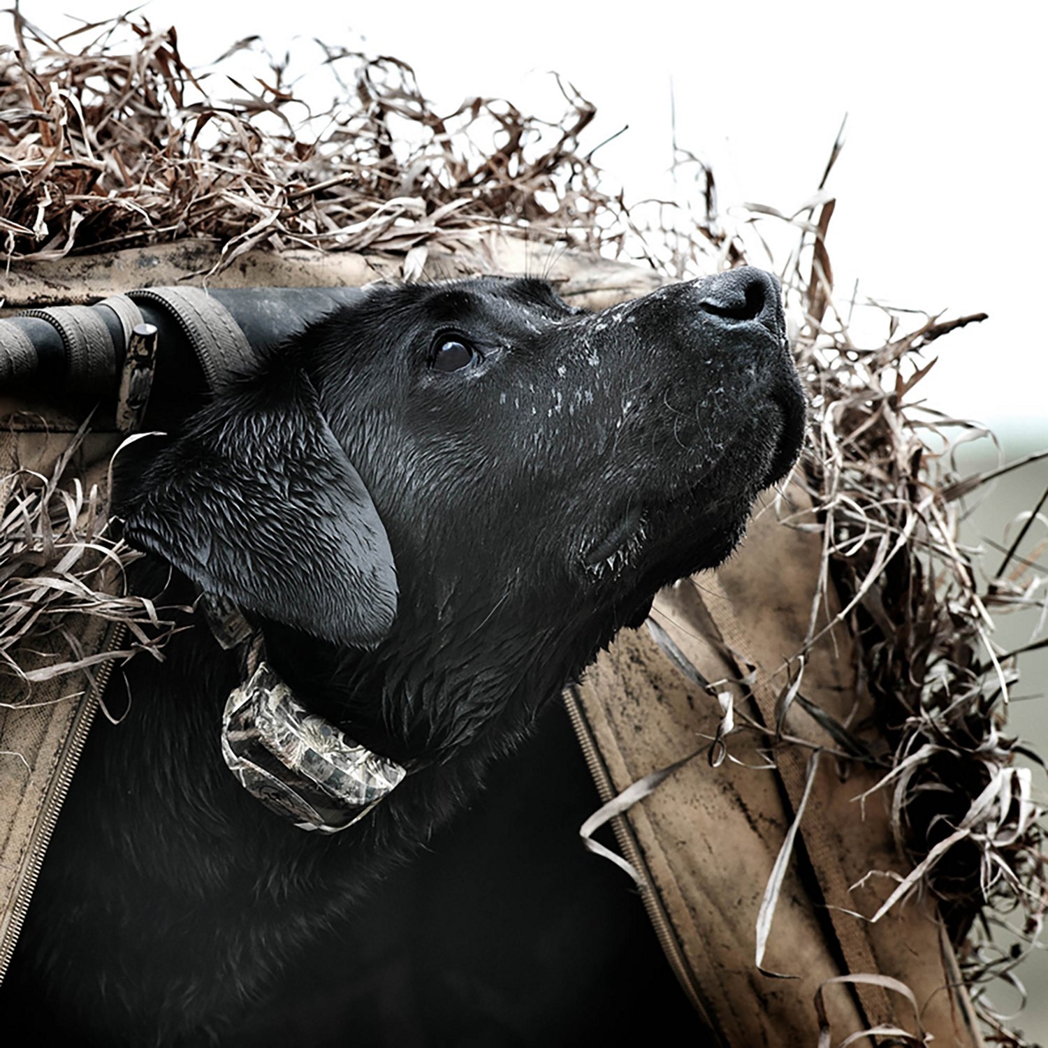 SportDOG Brand® FieldTrainer® 425 - view number 7