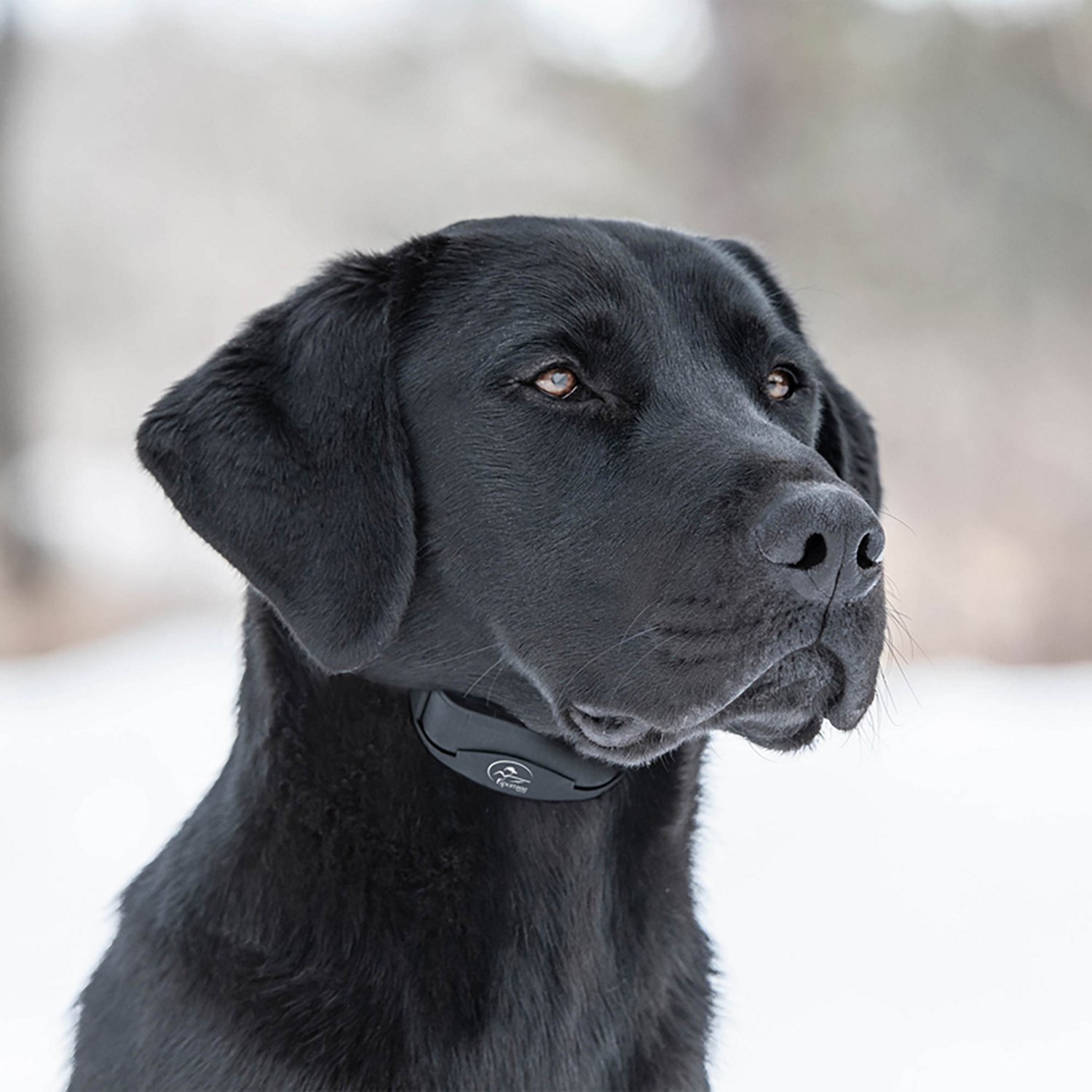 SportDOG Brand SBC-10 NoBark Bark Collar                                                                                         - view number 7