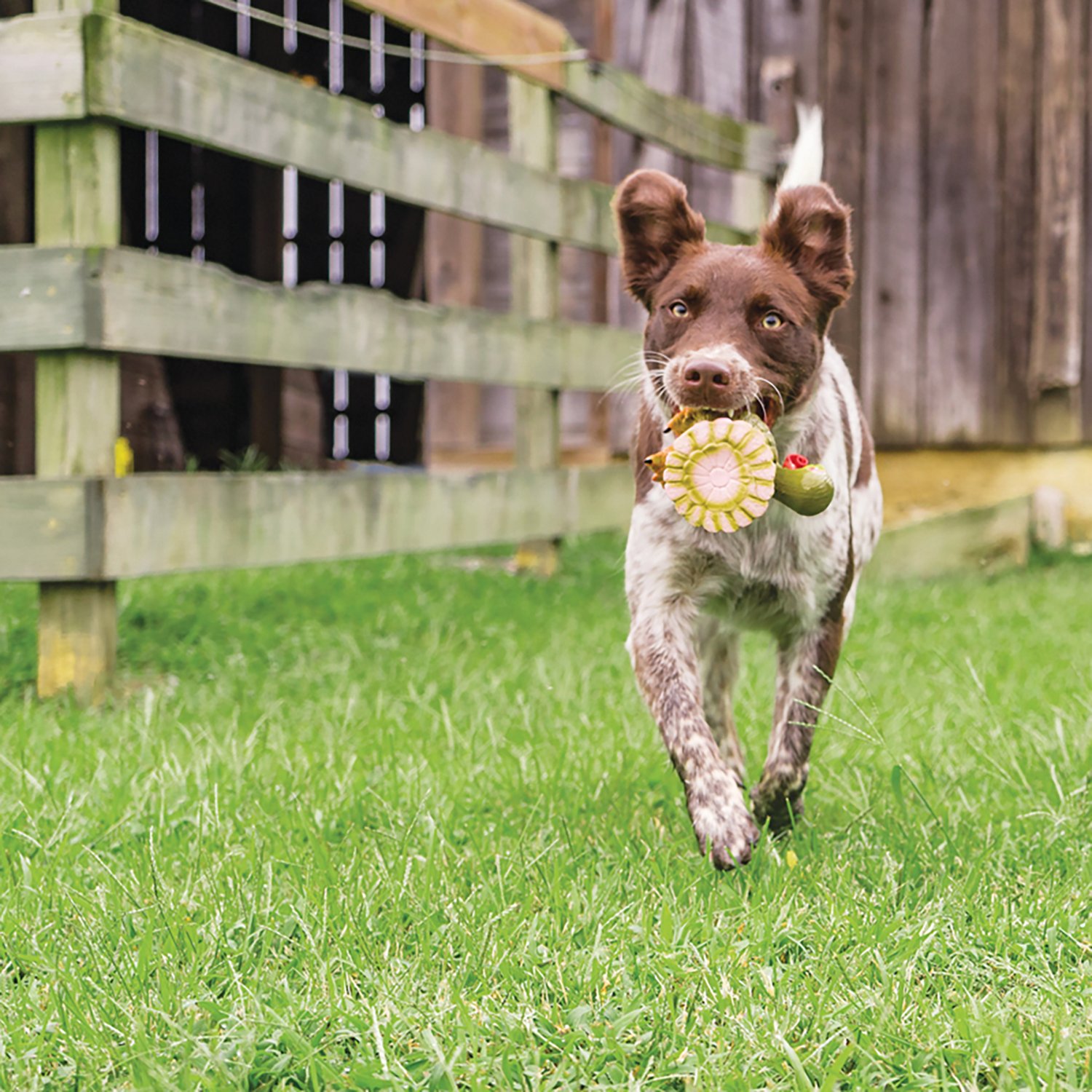 PetSafe Animal Squeak Toy Latex Duck Dog Toy - view number 5