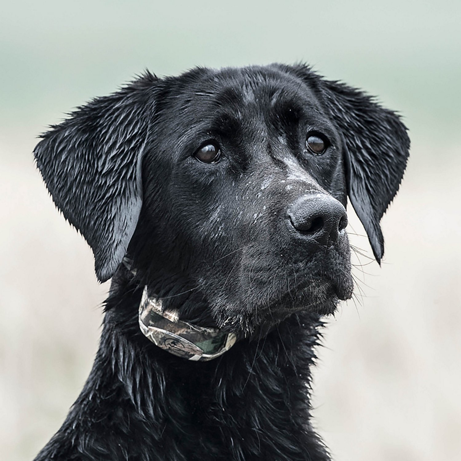 SportDOG Brand 425X Wetland Hunter Add-A-Dog Training Collar - view number 2